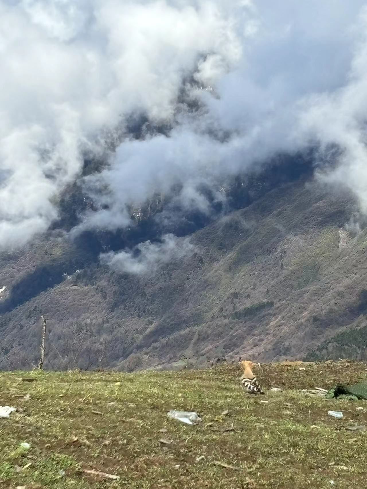 卧龙中华大熊猫苑神树坪基地旅行图片 3