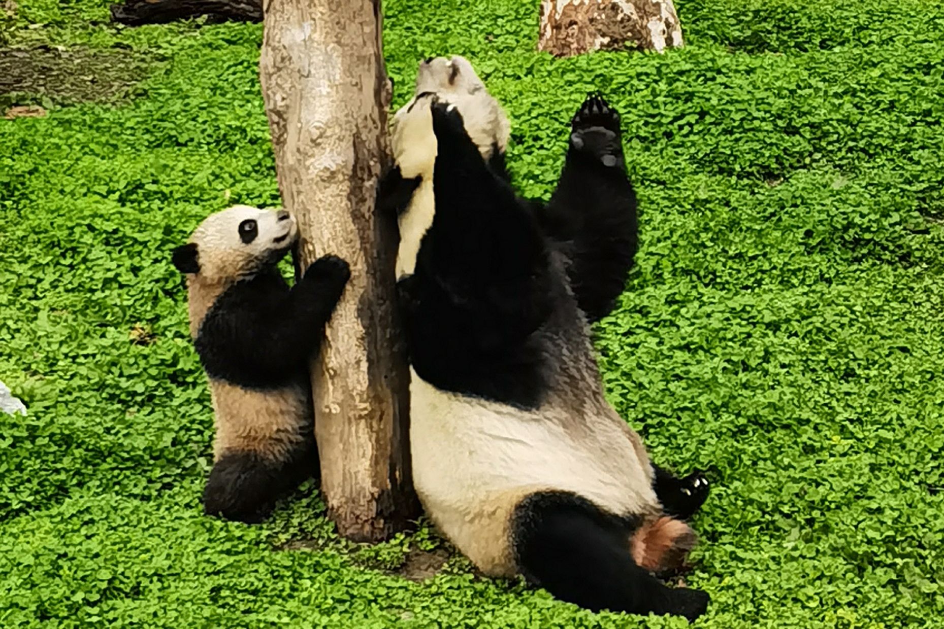 卧龙中华大熊猫苑神树坪基地旅行图片 2