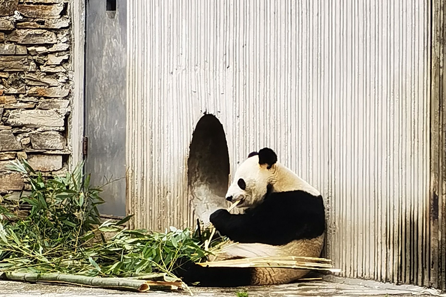 卧龙中华大熊猫苑神树坪基地旅行图片 1