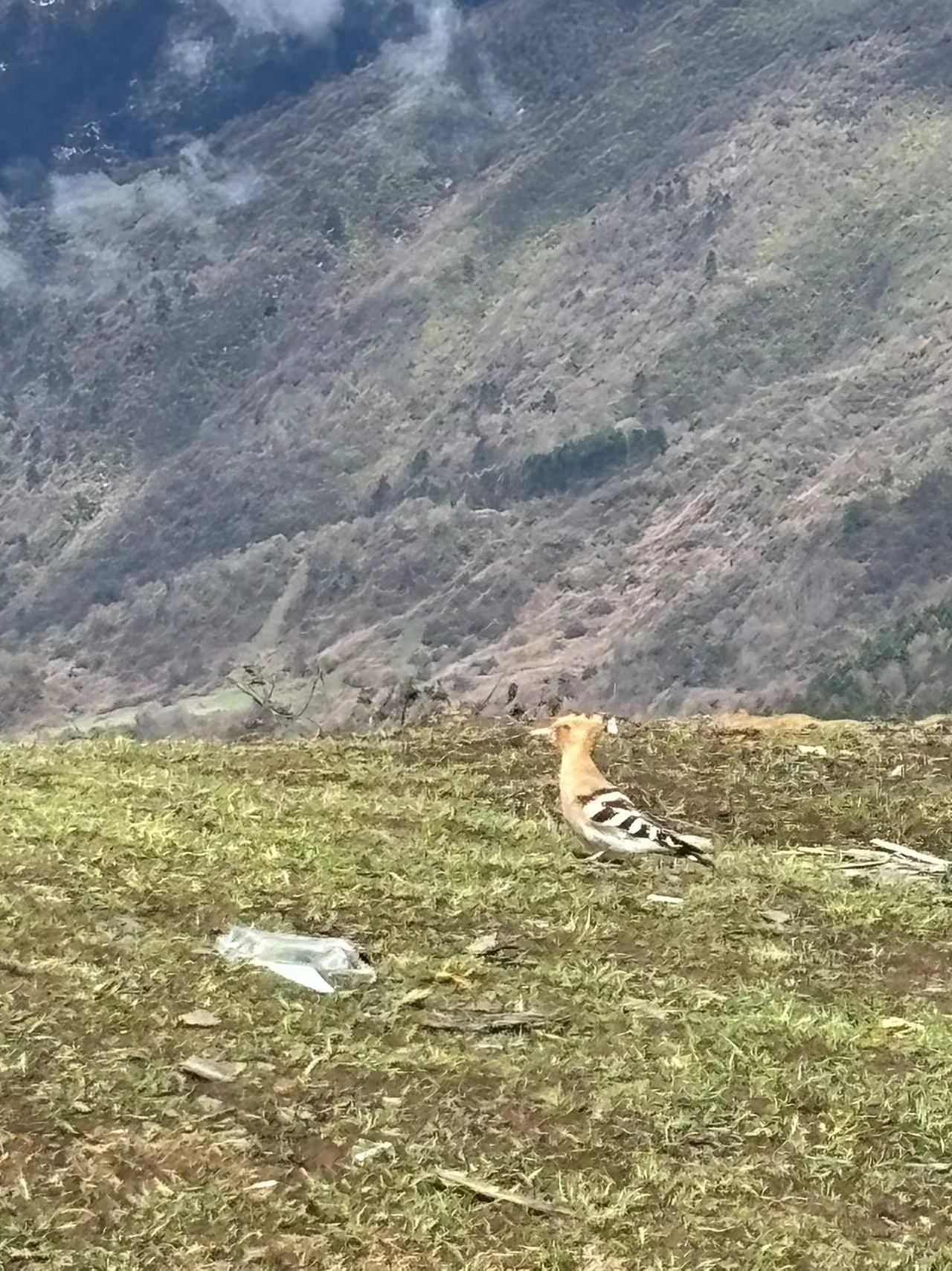 卧龙中华大熊猫苑神树坪基地旅行图片 1