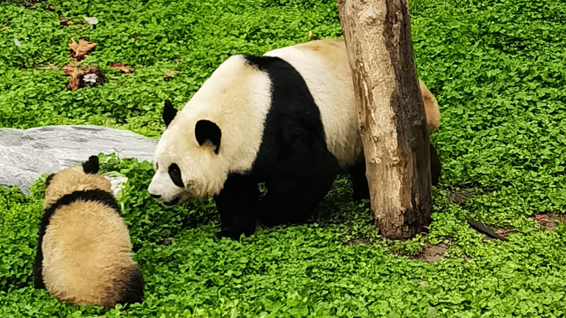 卧龙中华大熊猫苑神树坪基地旅行图片 3