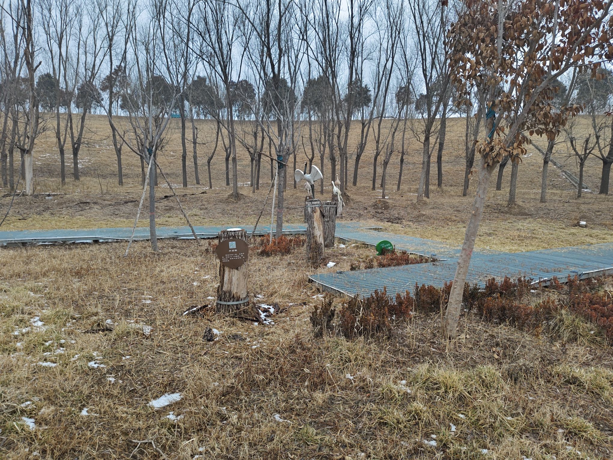 长垣九龙湿地公园旅行图片 3
