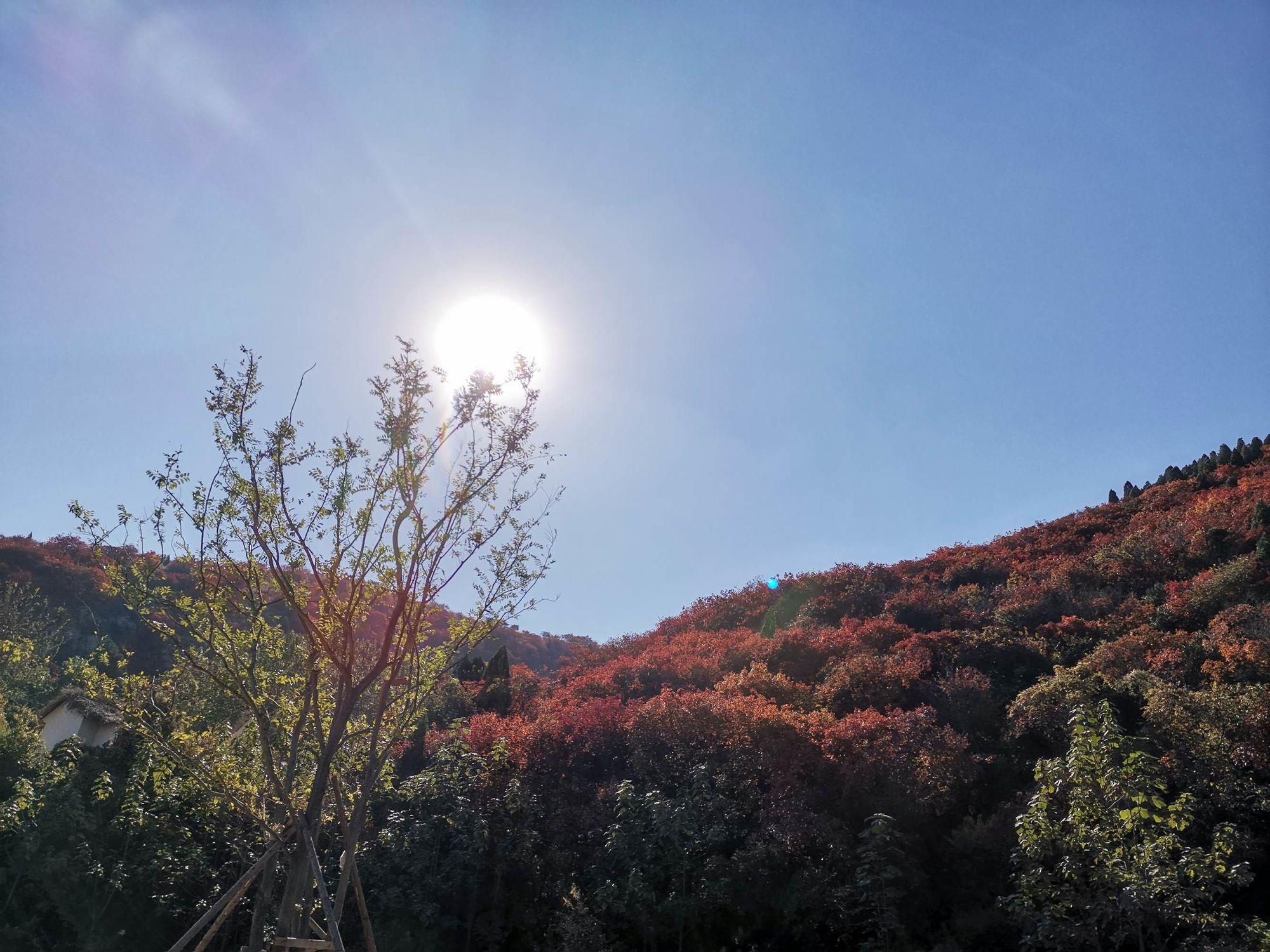 山东文旅·红叶柿岩旅游区旅行图片 2