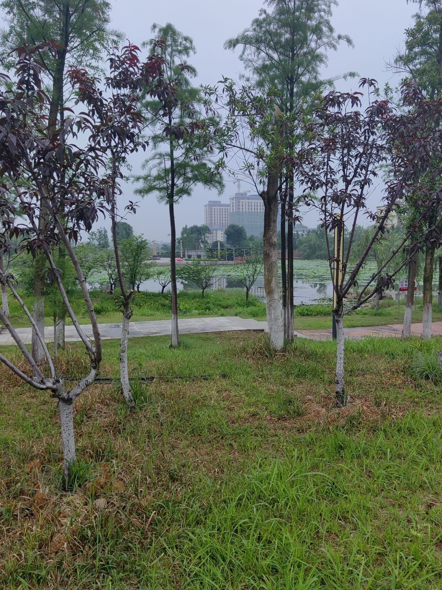 道州绍基公园旅行图片 3