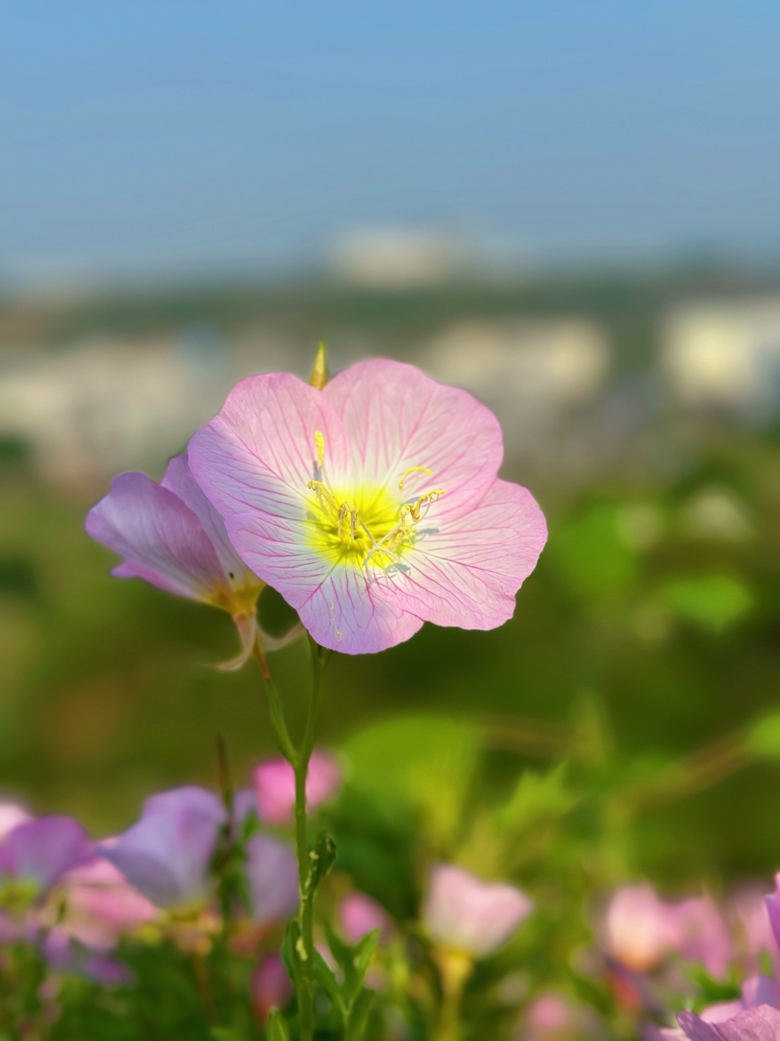 竹溪河湿地公园旅行图片 3