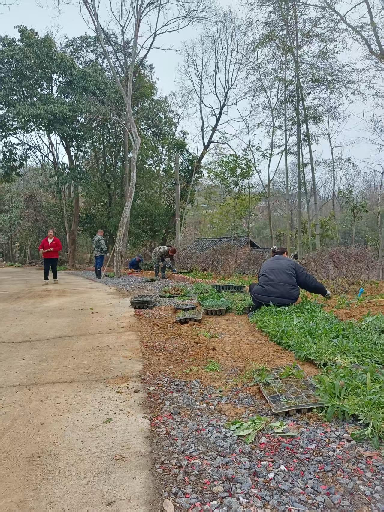 大竹山森林公园旅行图片 2