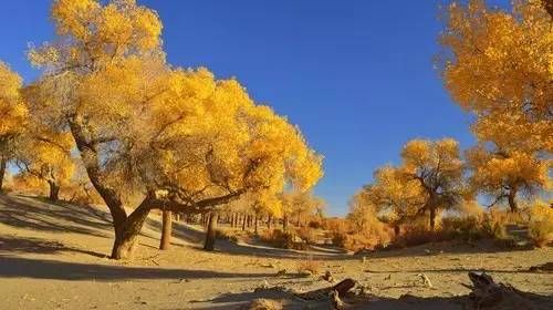 水桐村胡杨林景区旅行图片 2