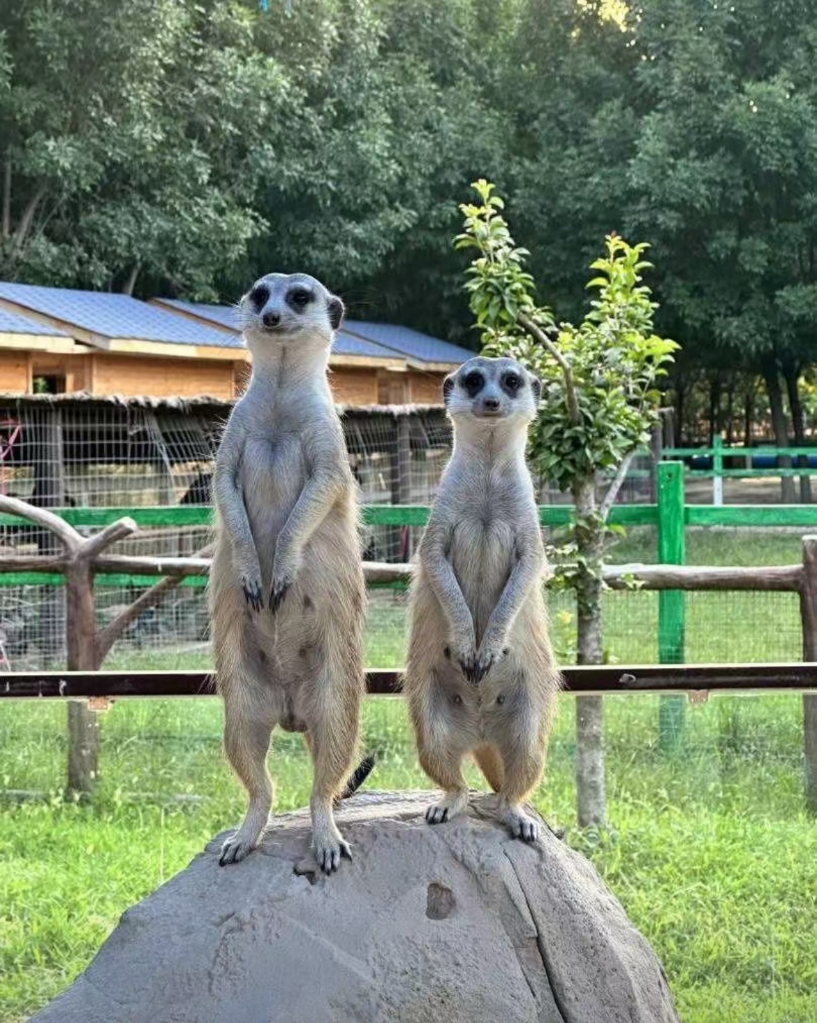 潘多拉森林动物王国旅行图片 1