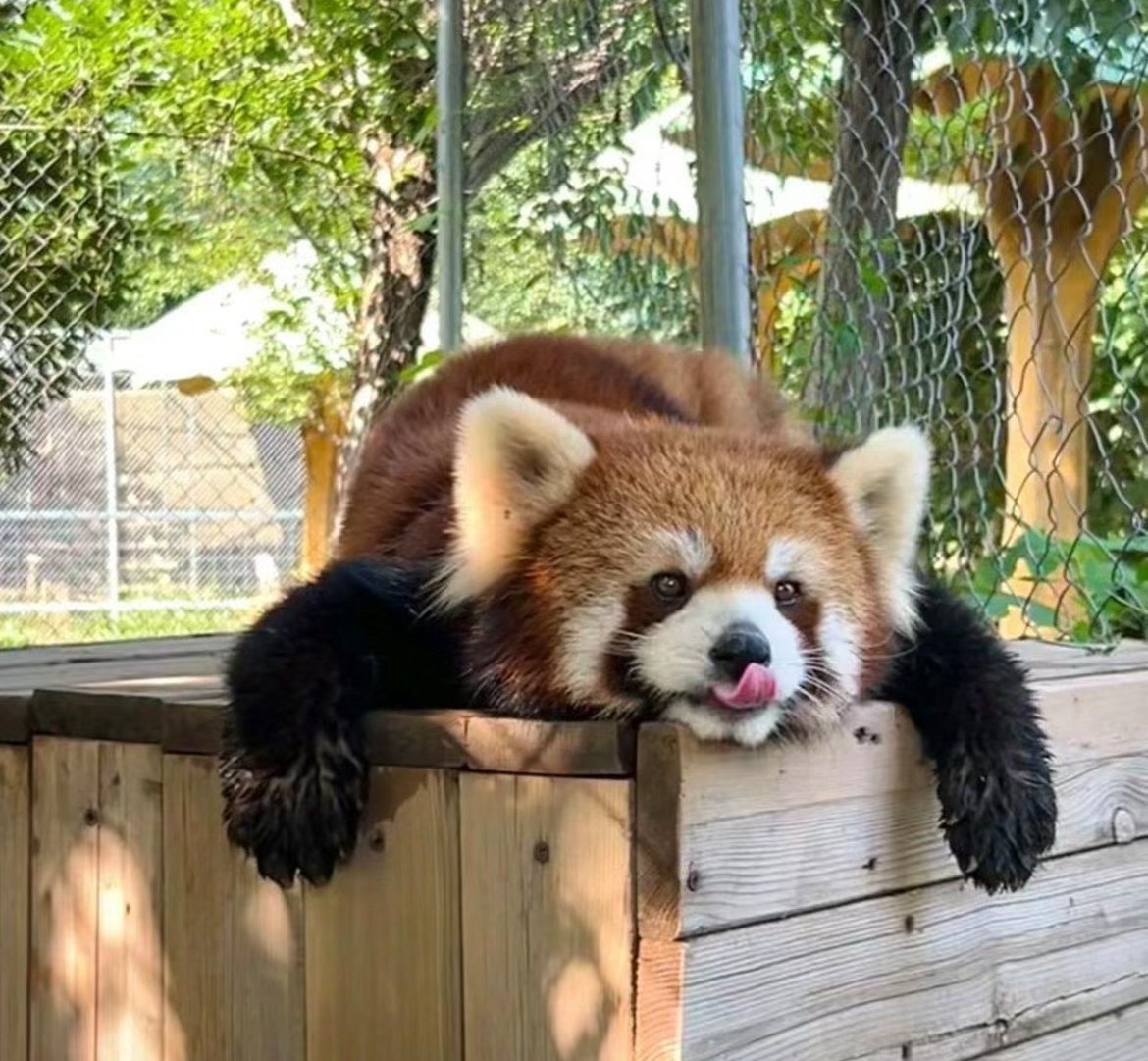 潘多拉森林动物王国旅行图片 2