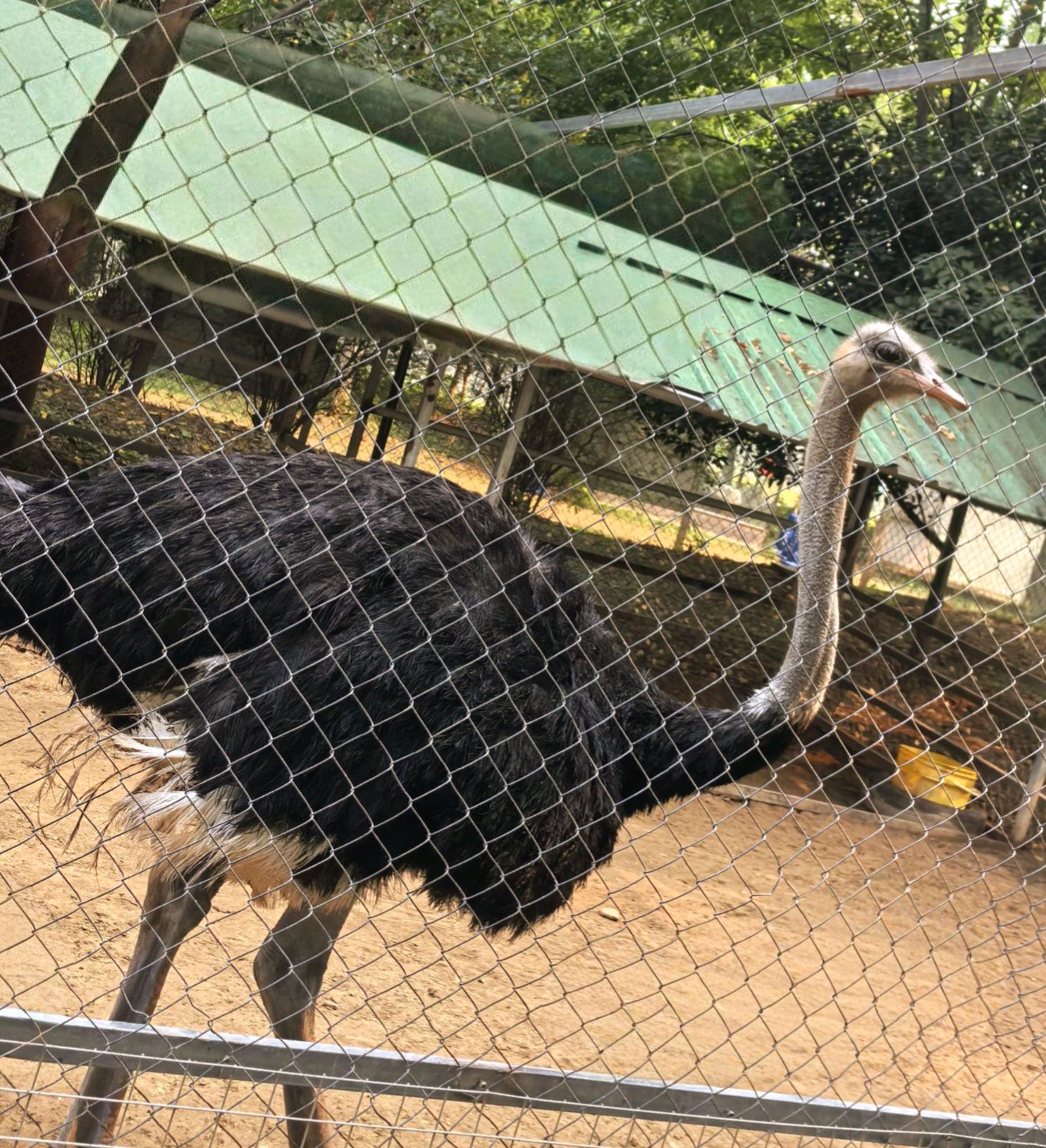 潘多拉森林动物王国旅行图片 3