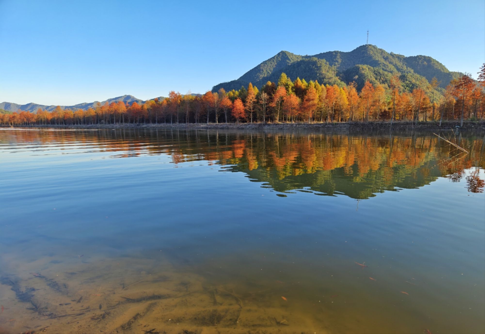 落羽红杉林景点