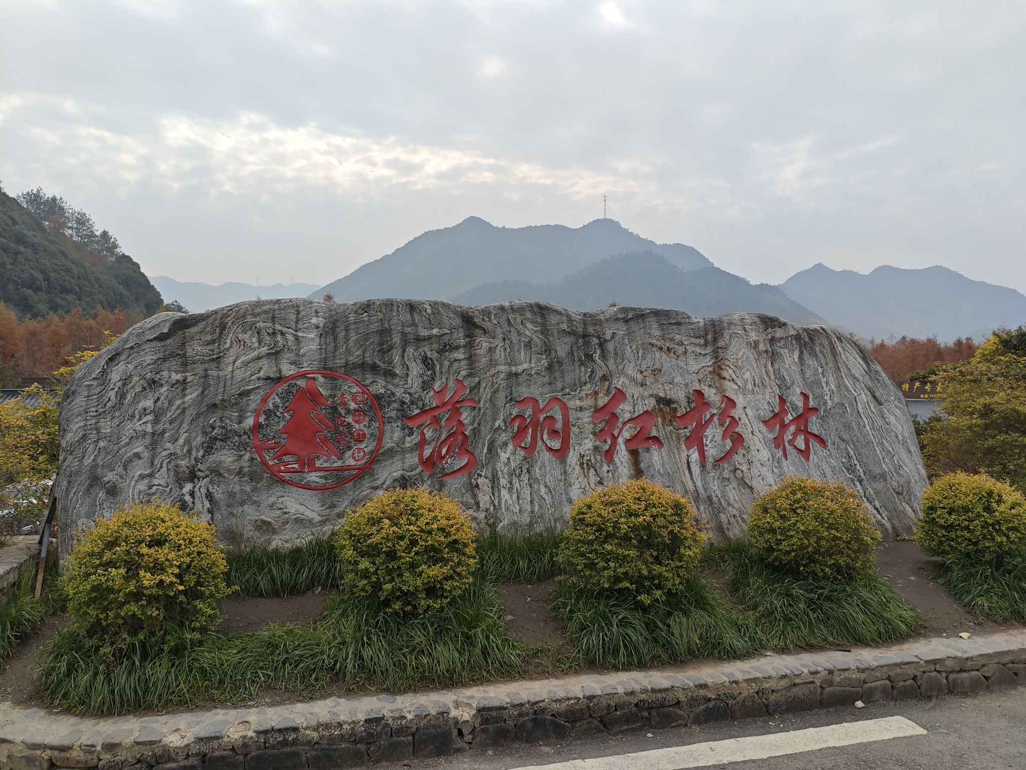 落羽杉湿地公园景点图片