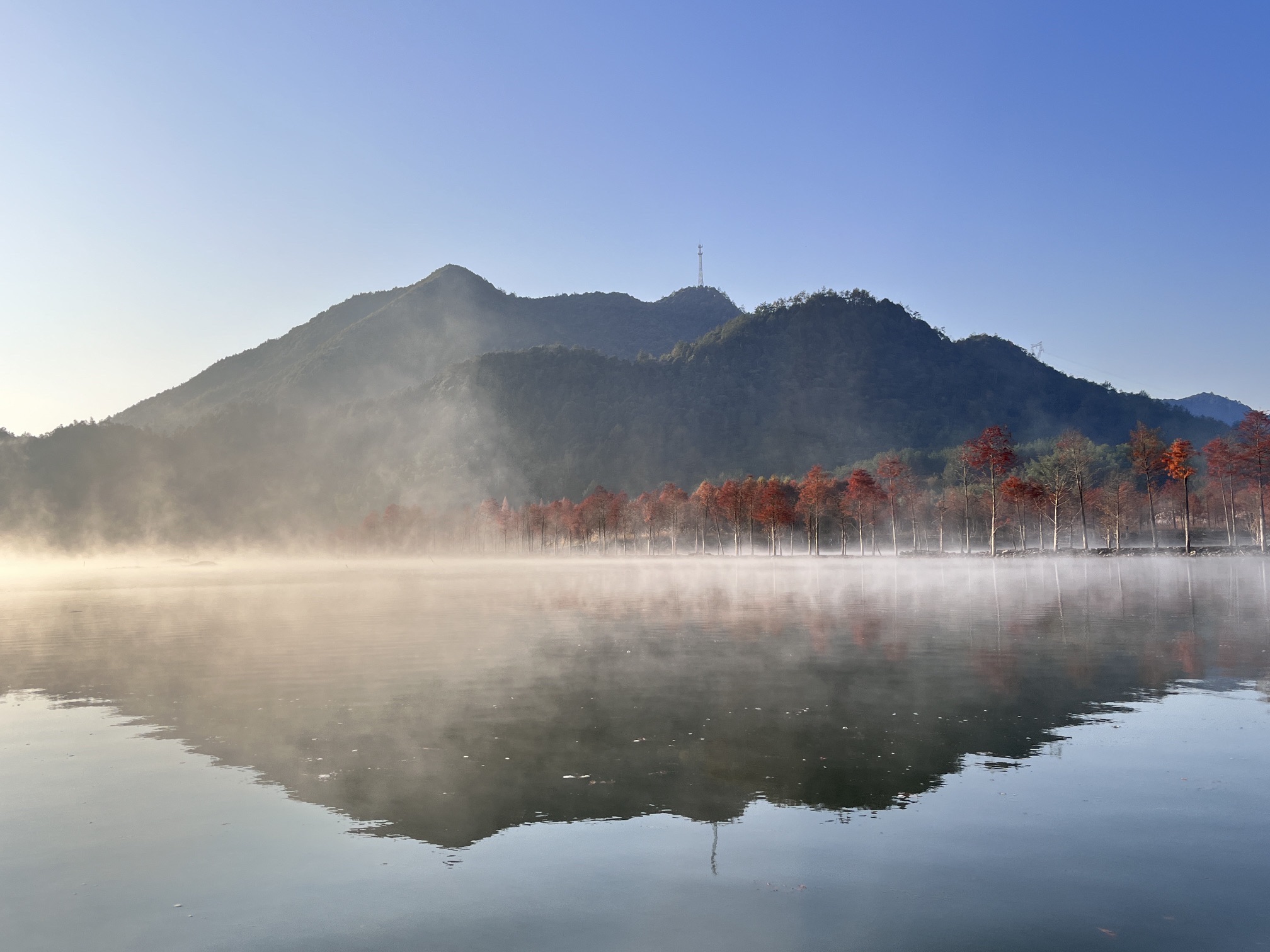 落羽红杉林景点