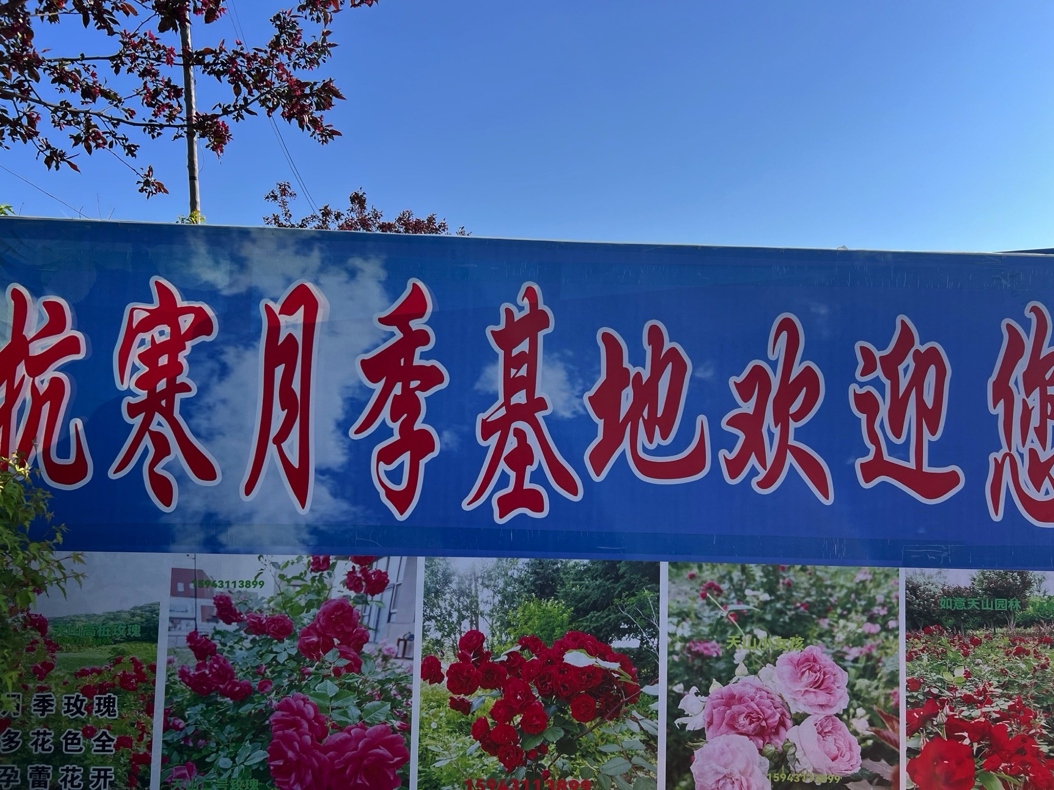 抗寒月季花基地旅行图片