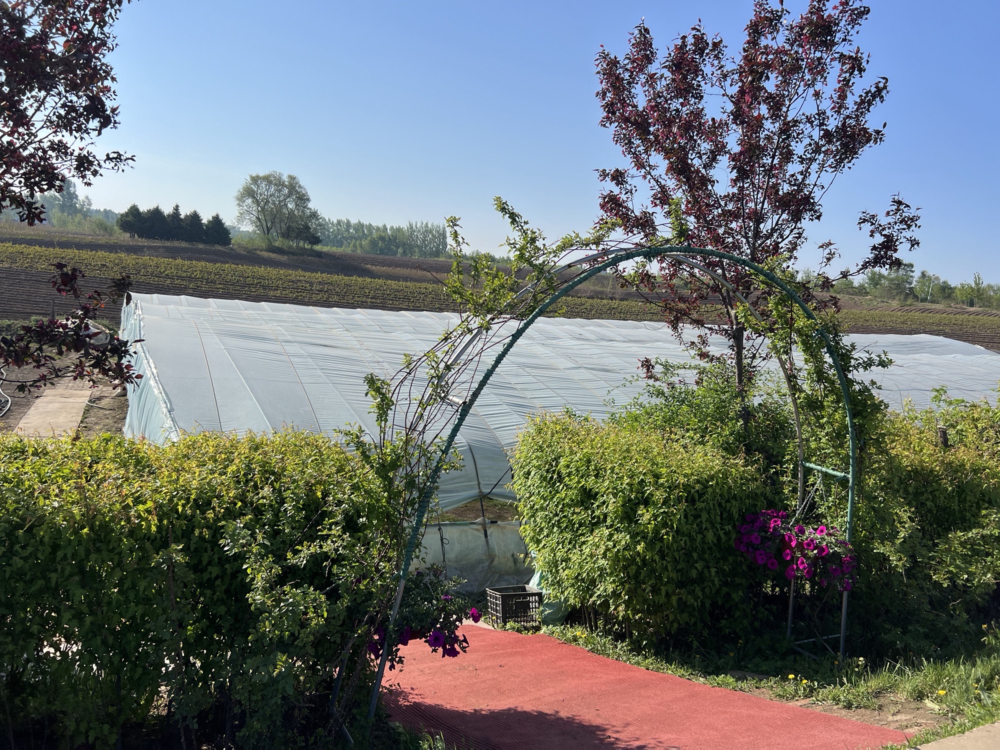 抗寒月季花基地旅行图片 2