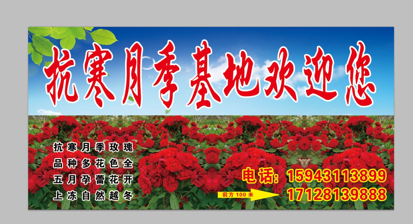抗寒月季花基地旅行图片 1