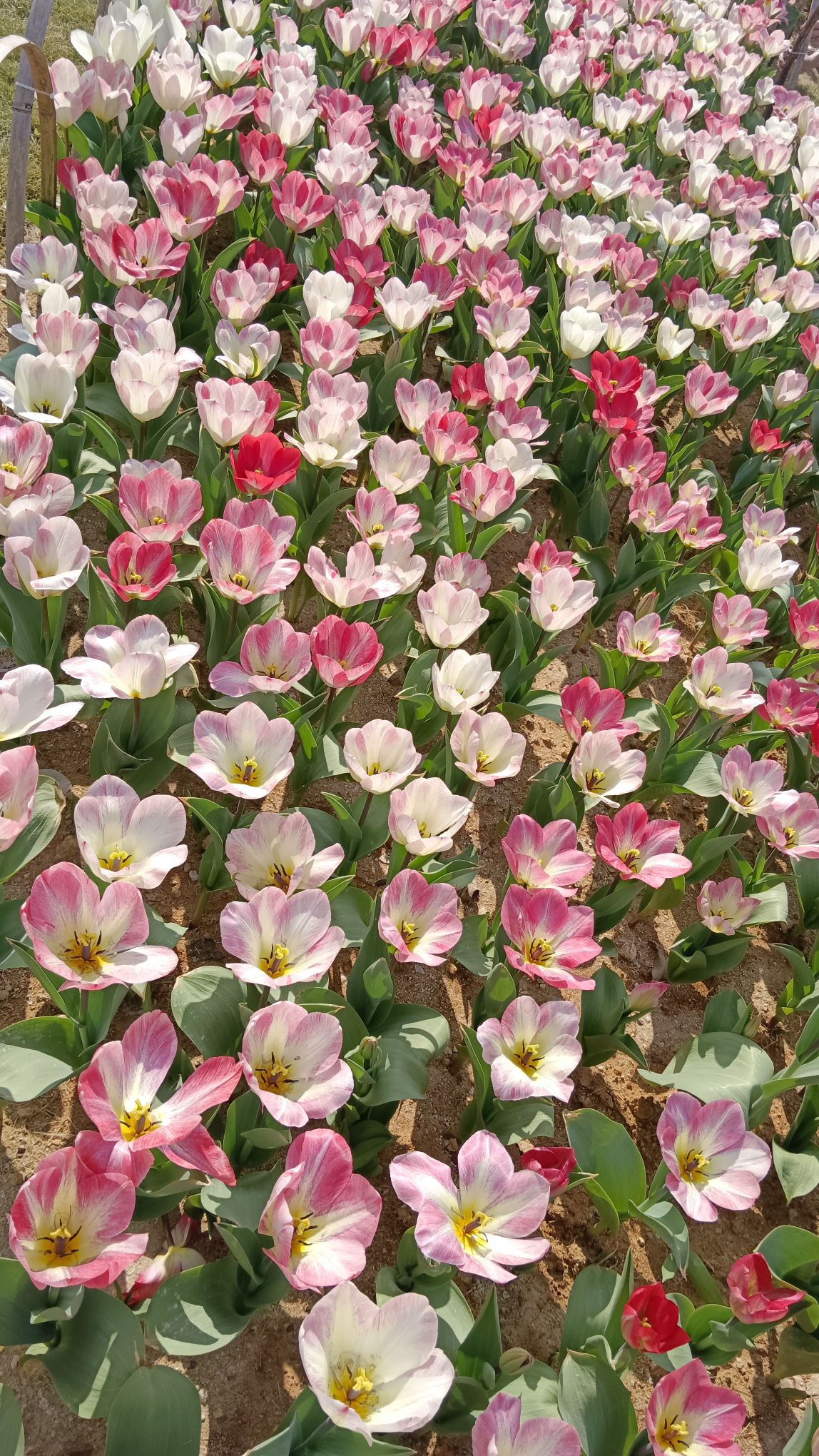 新湖·郁金香公园旅行图片 2