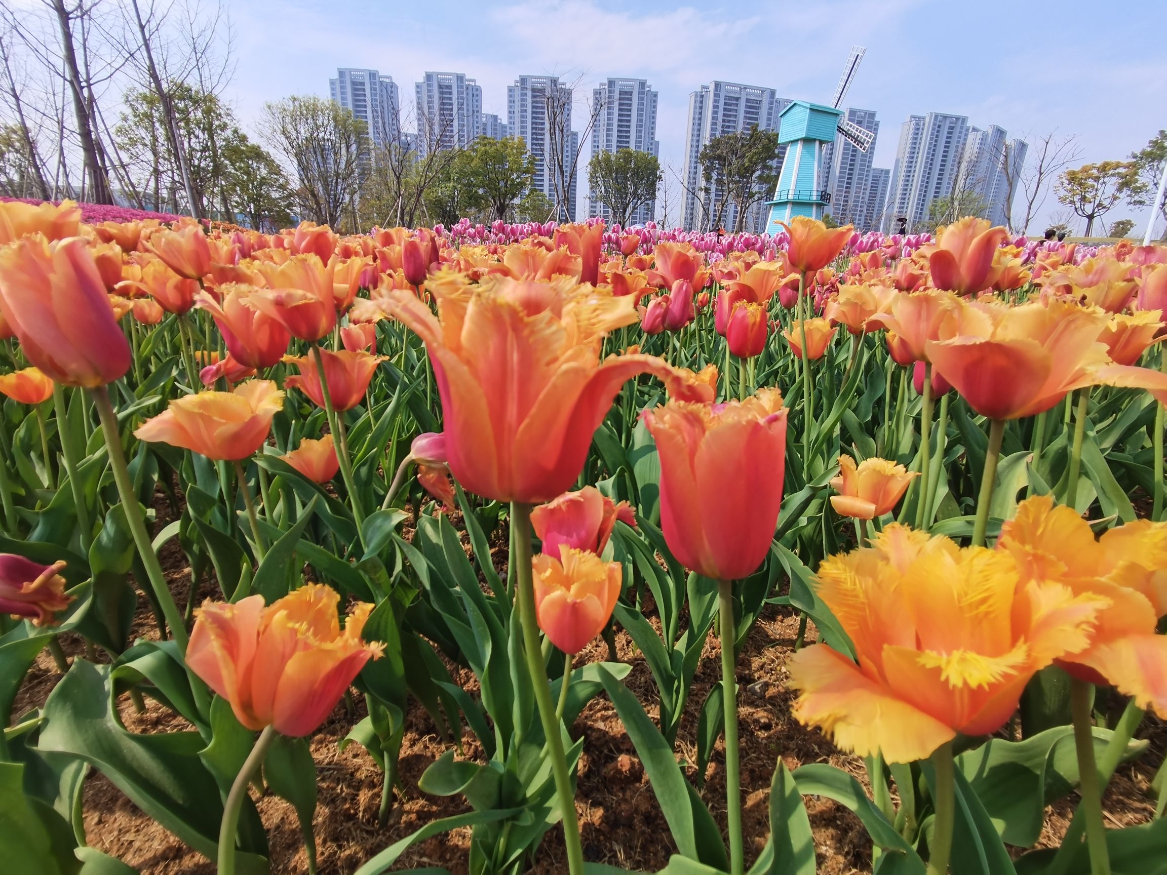 新湖·郁金香公园旅行图片 2