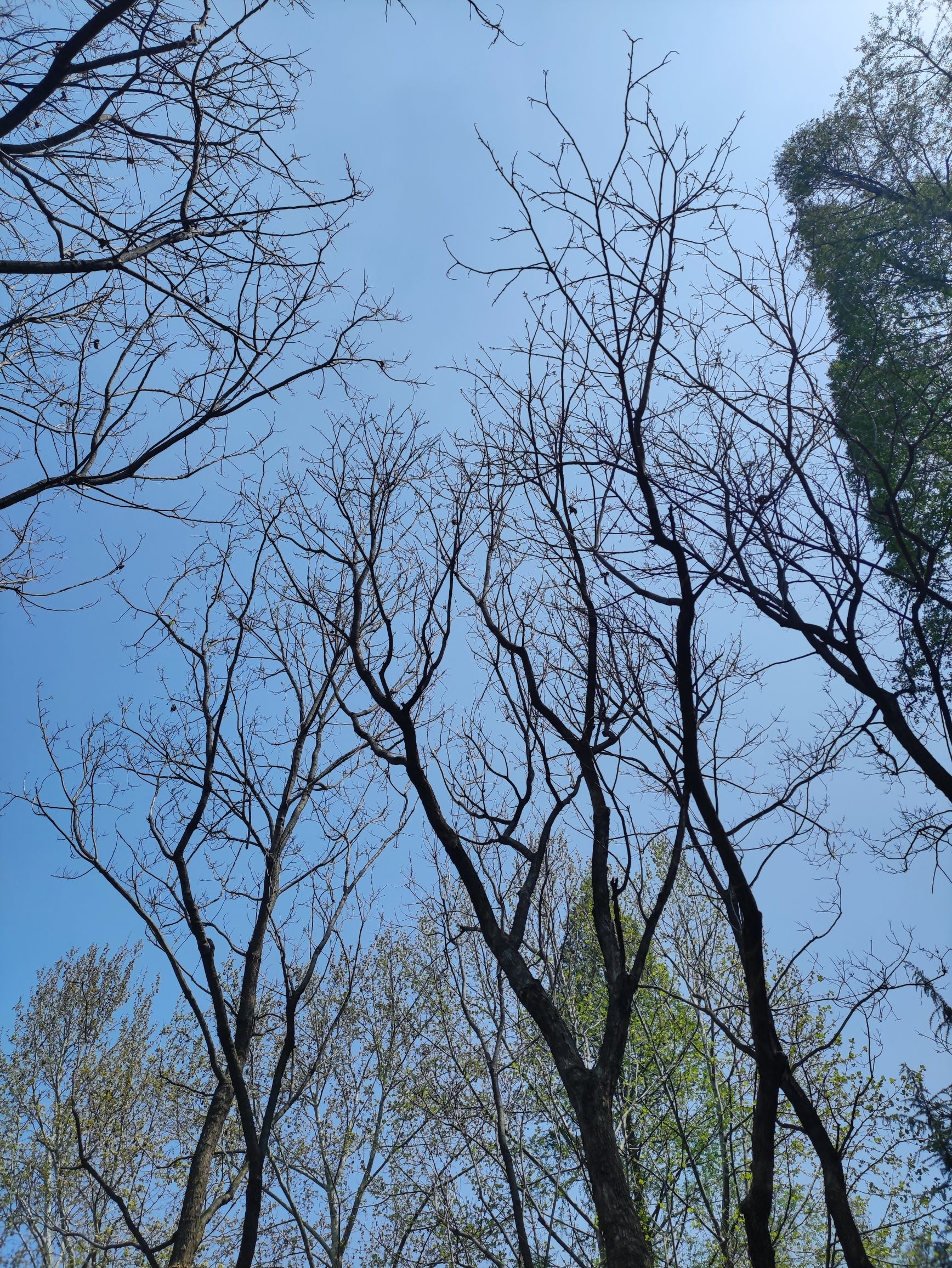 桃花岛公园旅行图片 3
