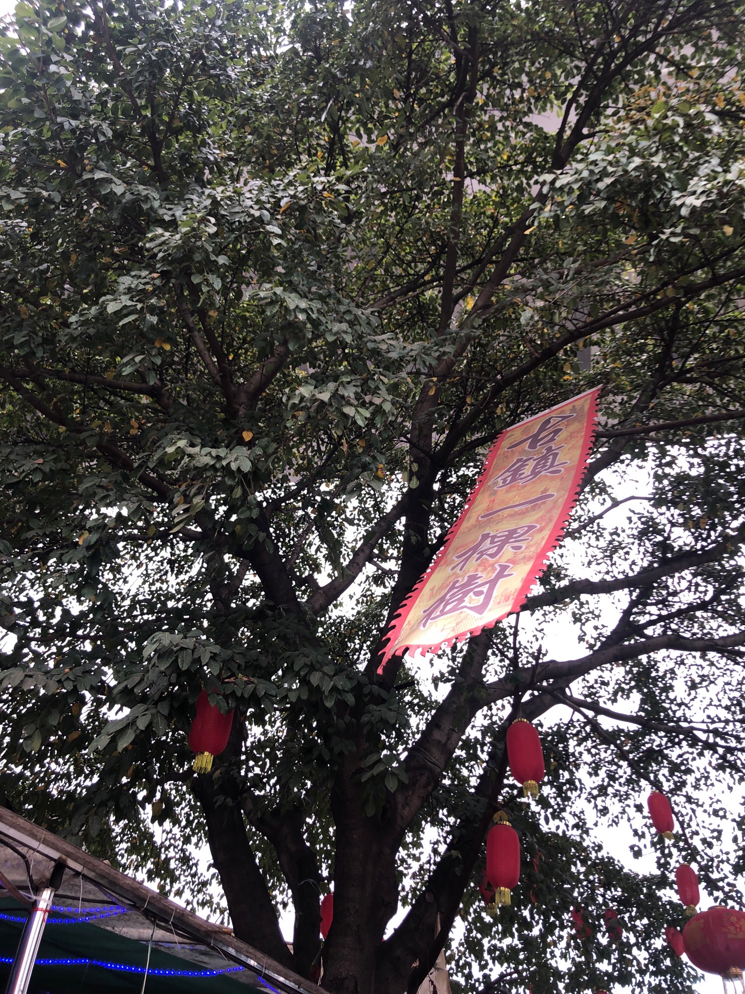 义渡古镇旅行图片 3