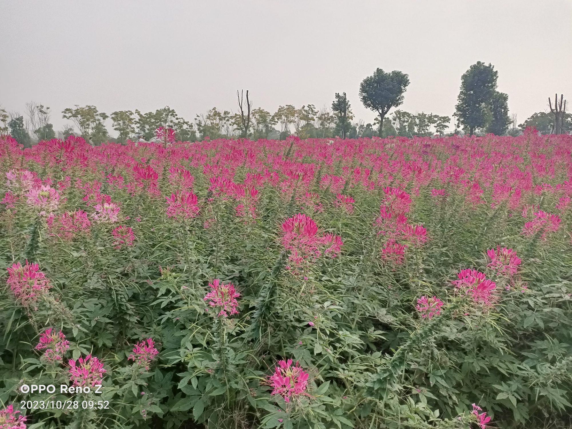半岛花溪乐园旅行图片 2