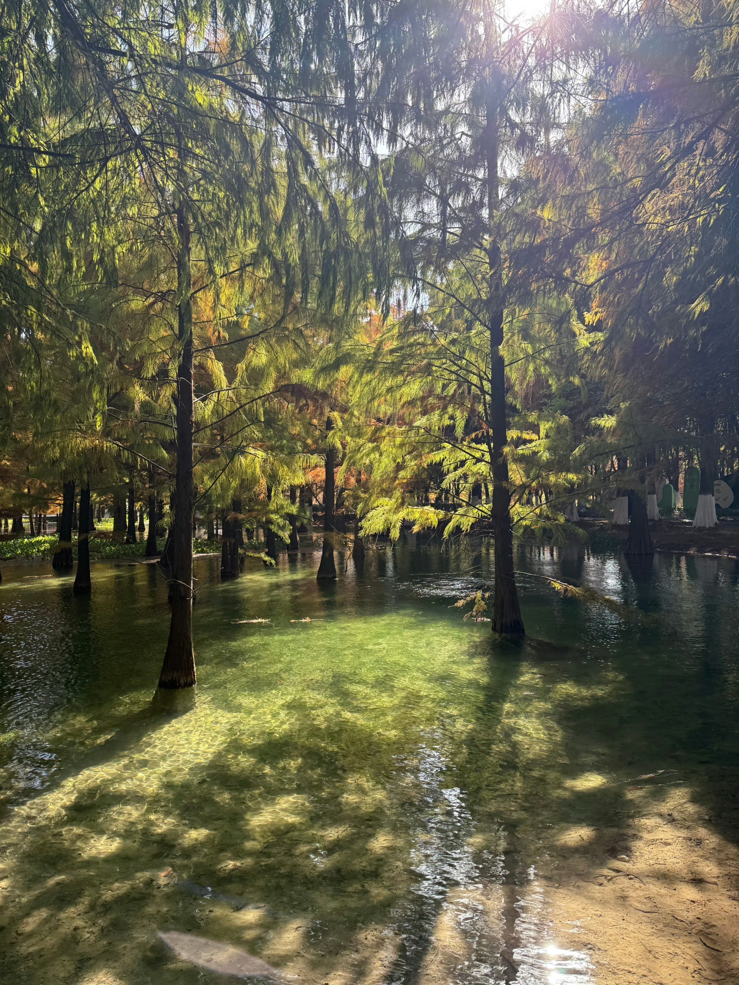 新龙生态湿地公园