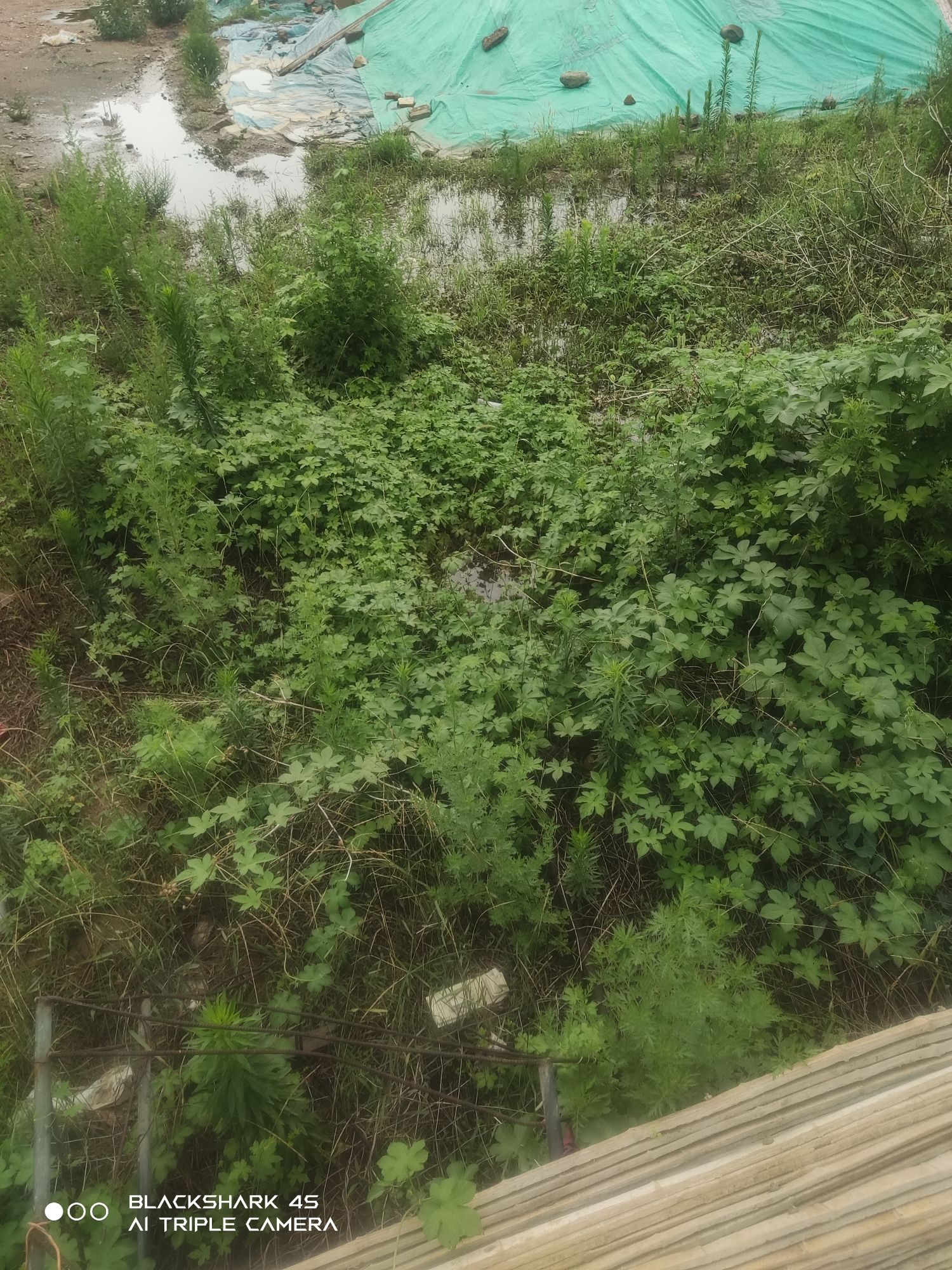 槐河千岛湿地旅行图片 1