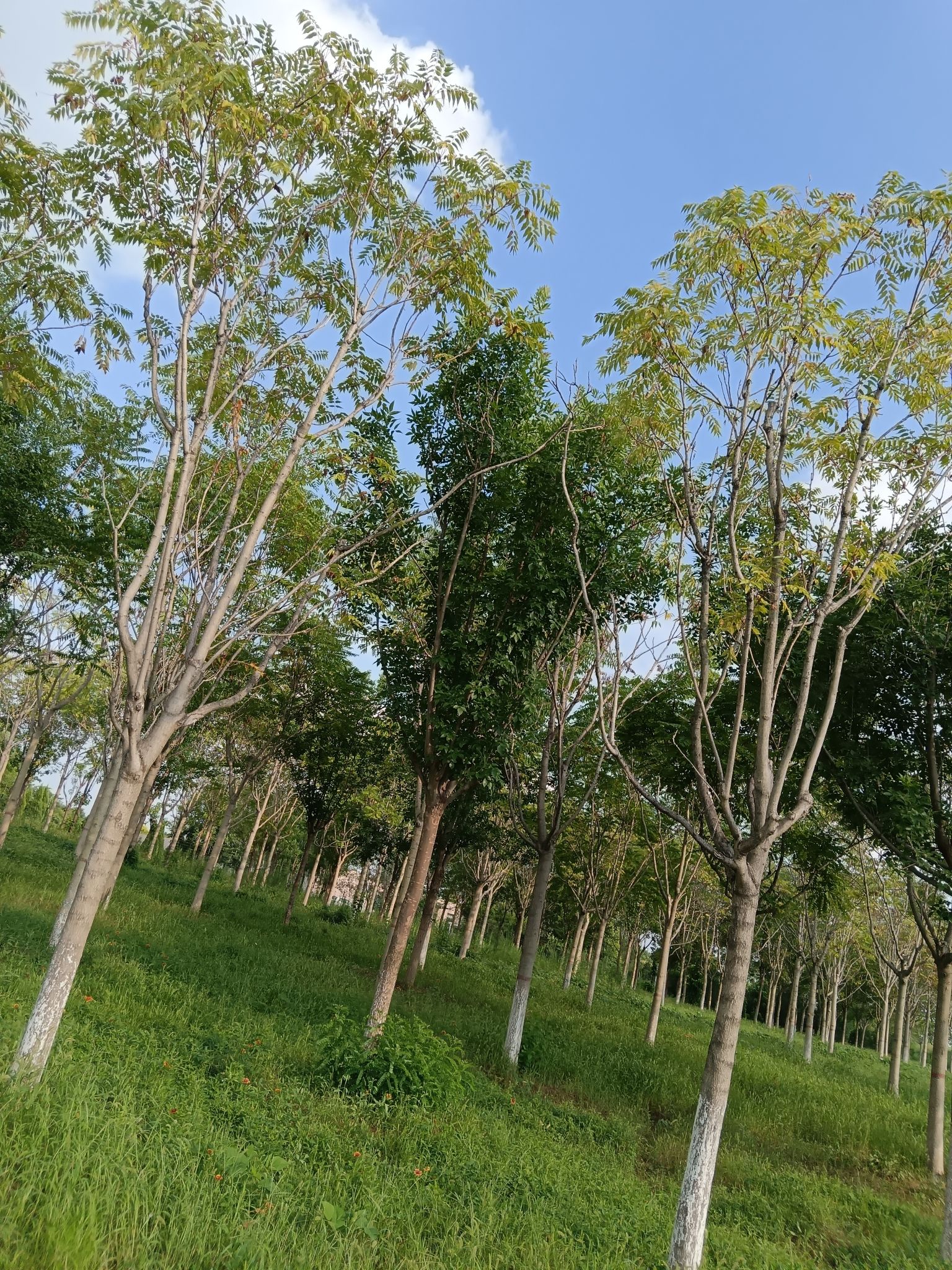 唐山花海中区旅行图片 2