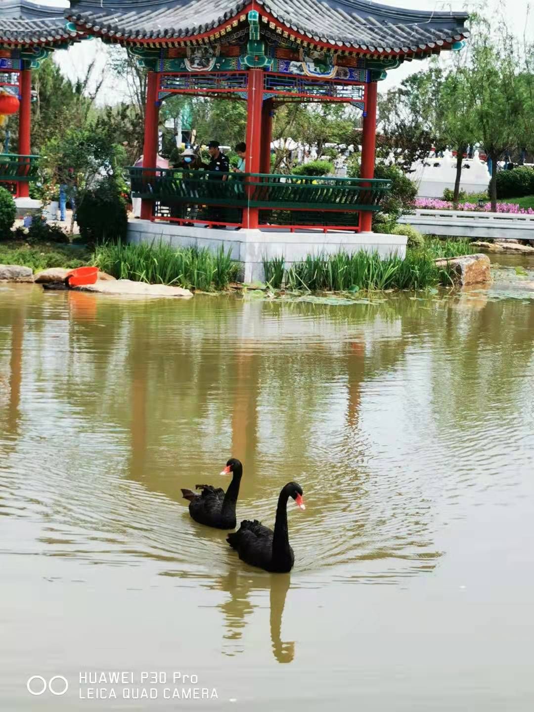 唐山花海中区旅行图片 1