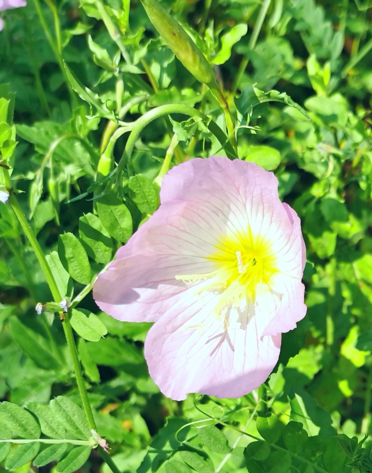 华东药用植物园旅行图片 2