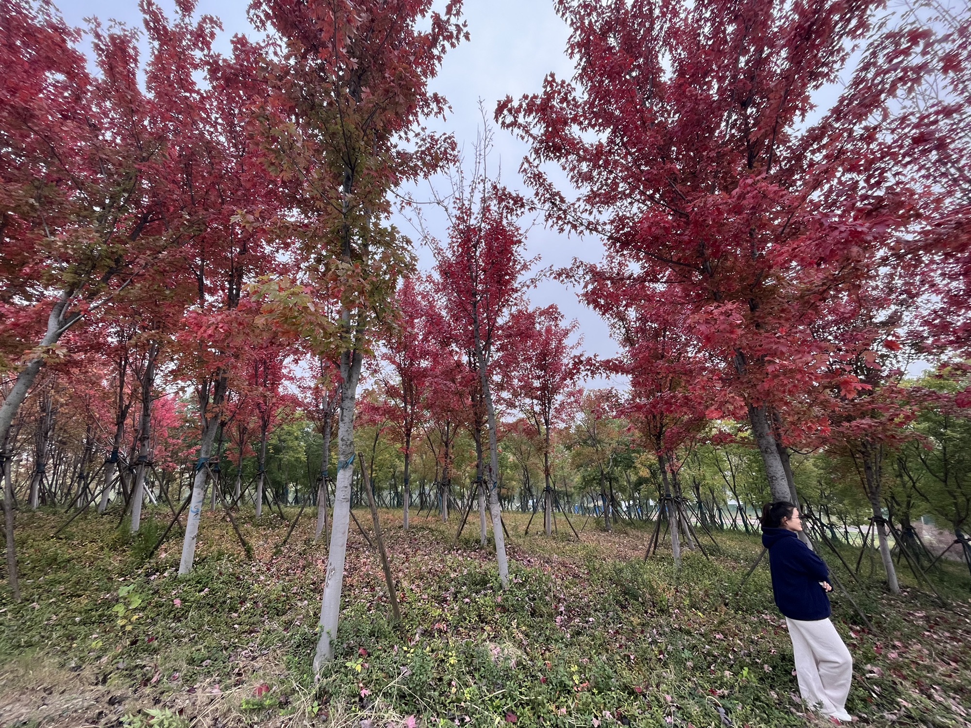 花山公园旅行图片 2