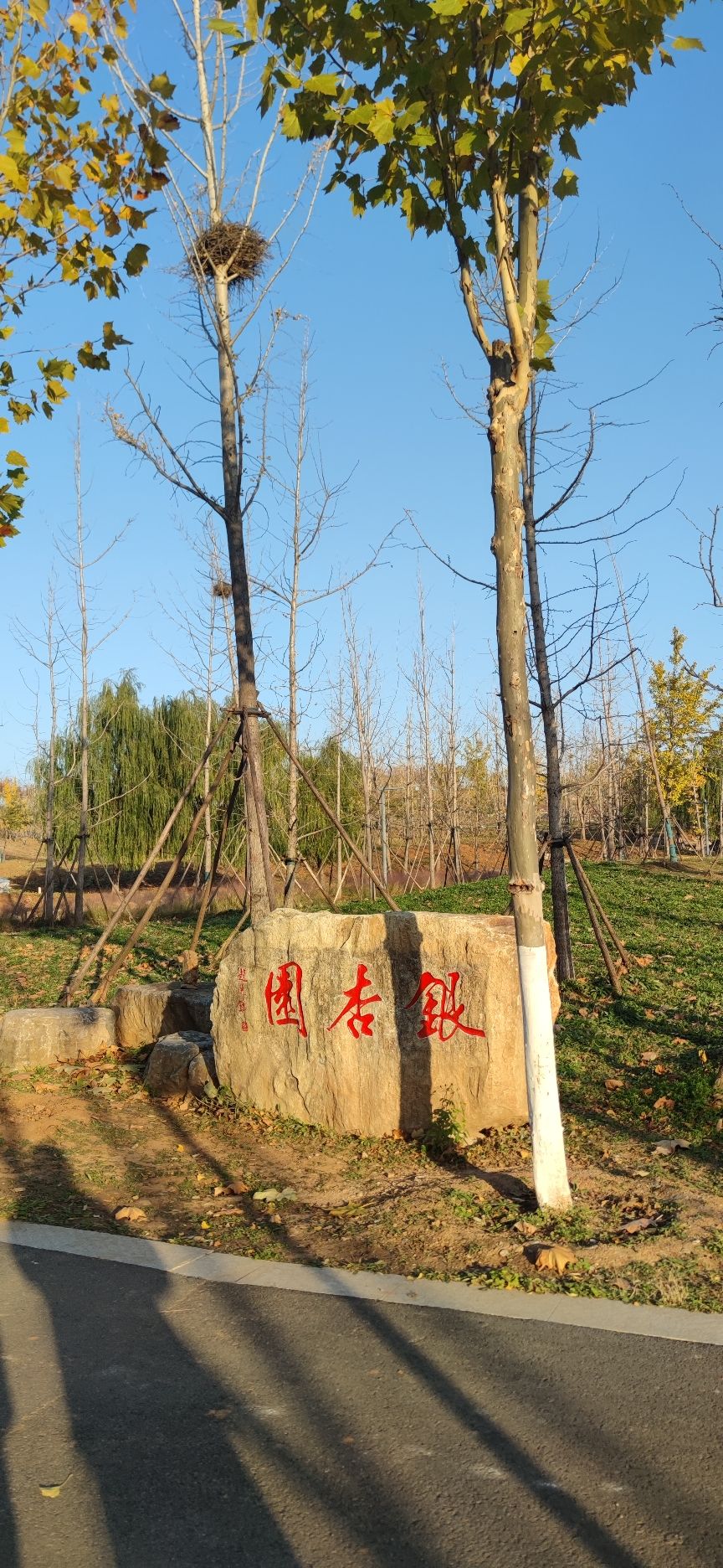 花山公园旅行图片 2