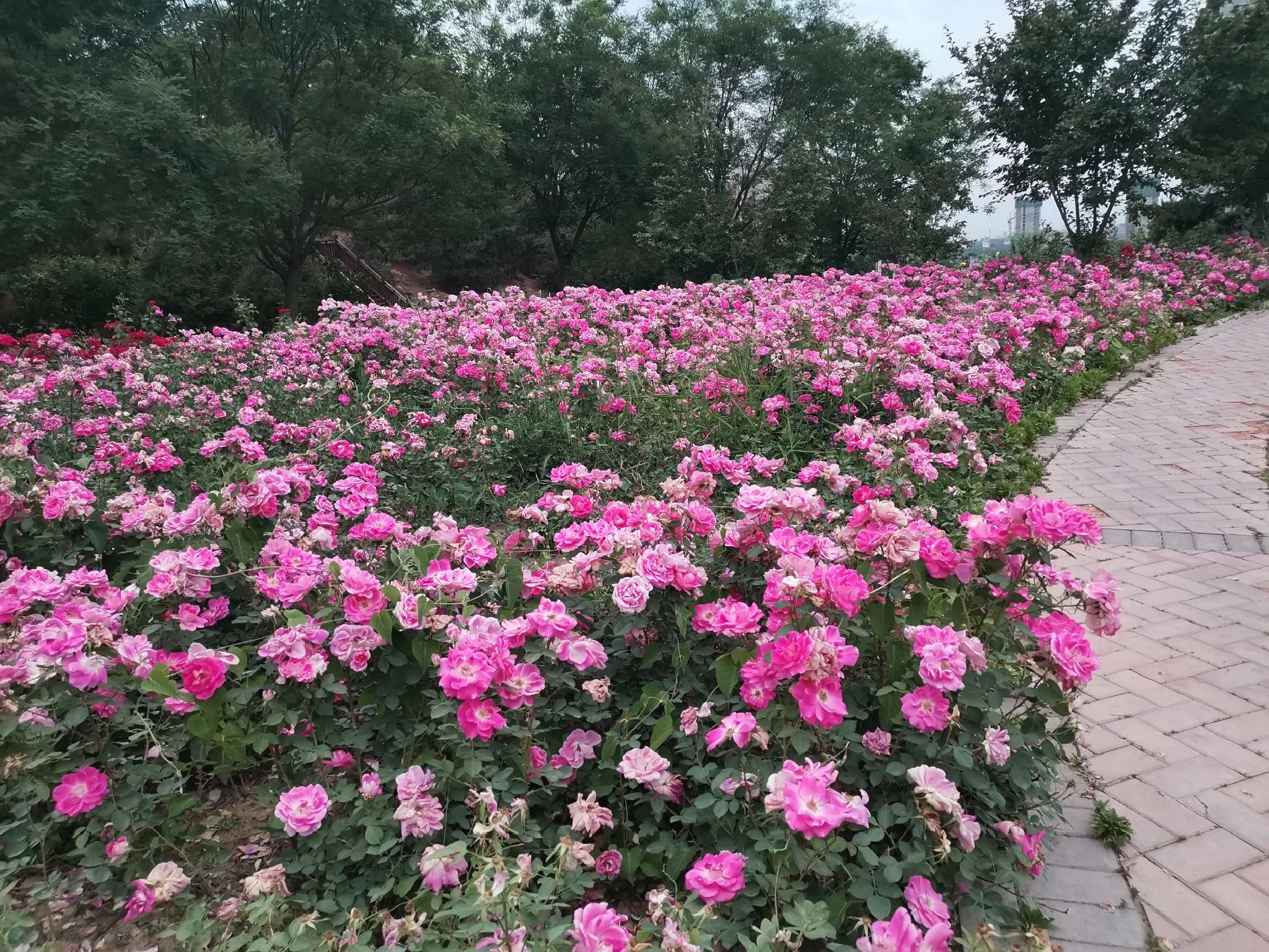 昆仑公园旅行图片 1