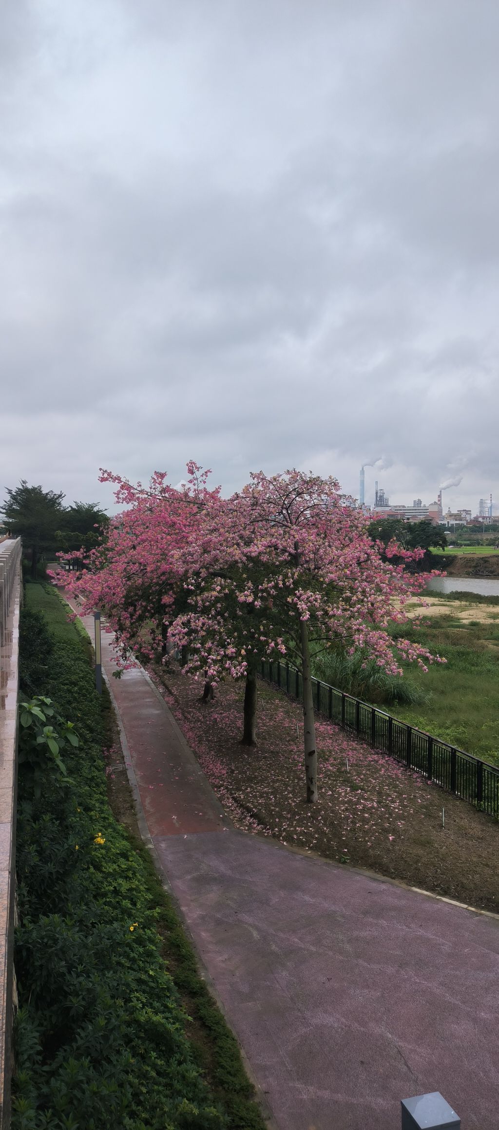 滨江生态公园旅行图片 1