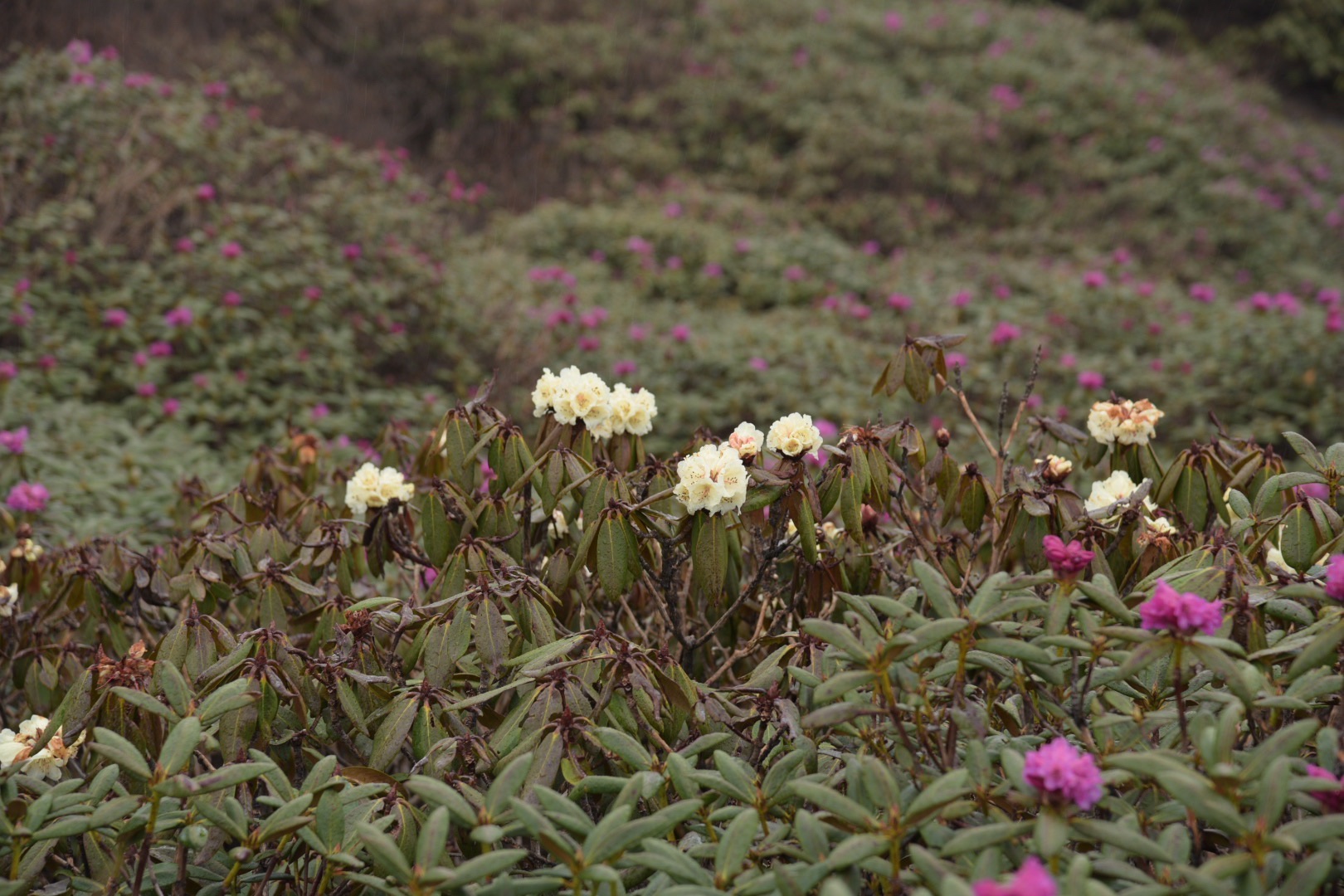 乃堆拉杜鹃花海景区