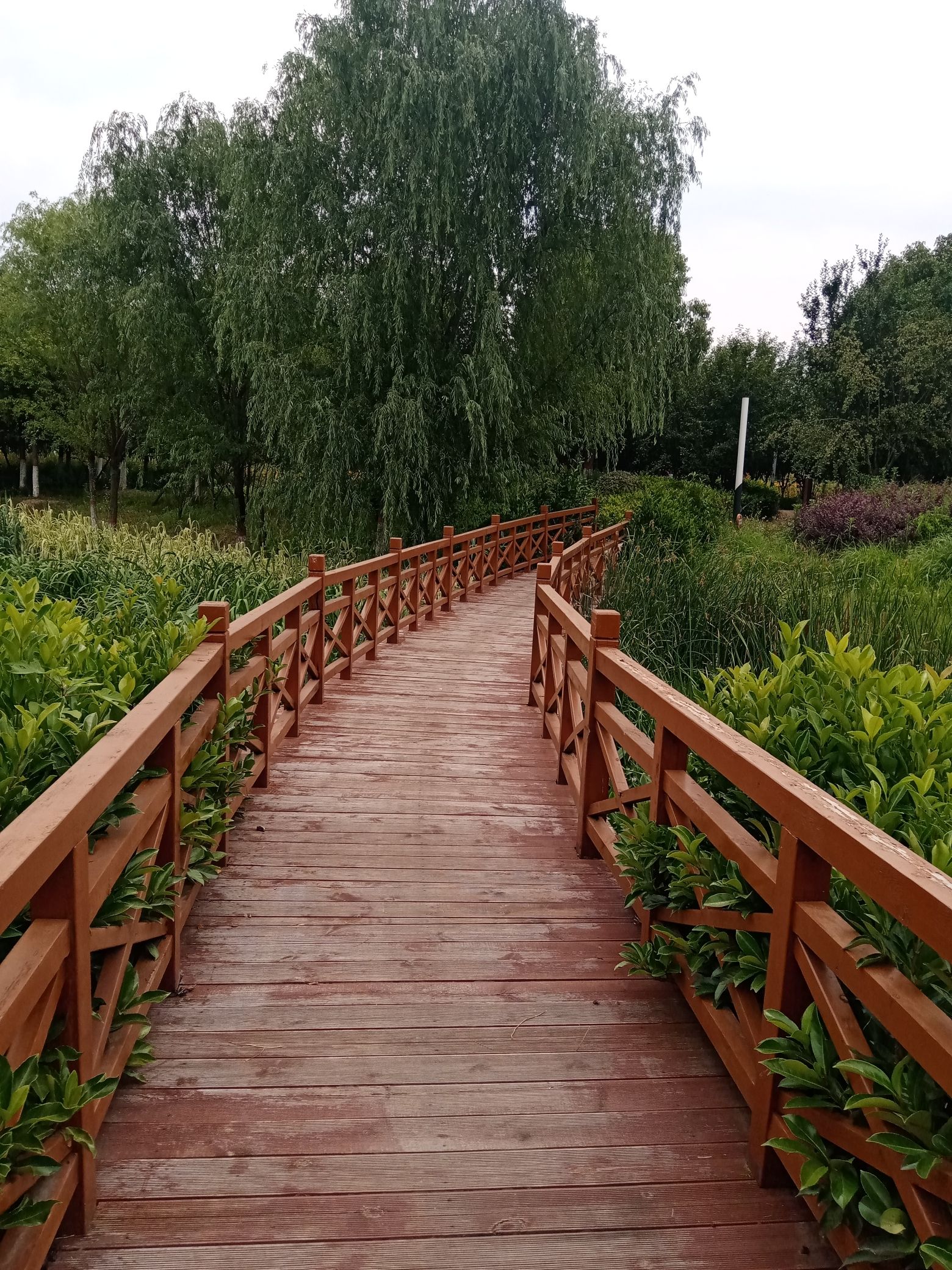 湿地植物园旅行图片 2