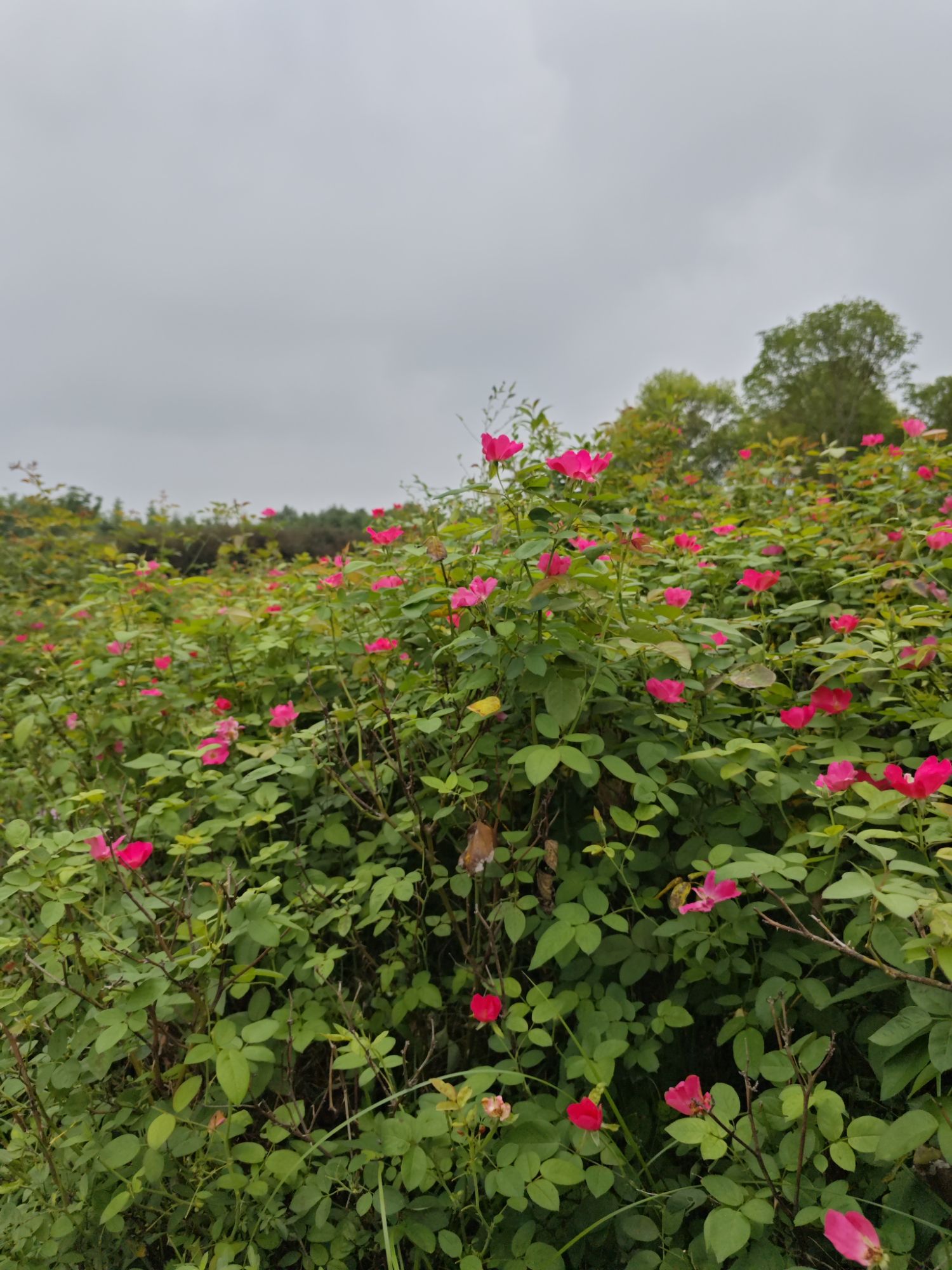 湿地植物园旅行图片 2