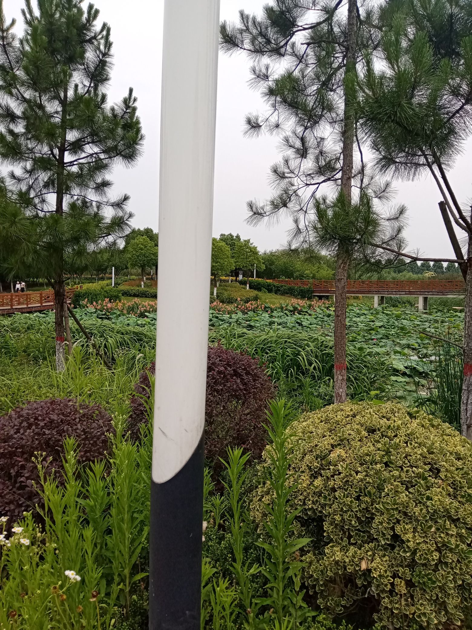 湿地植物园旅行图片 3