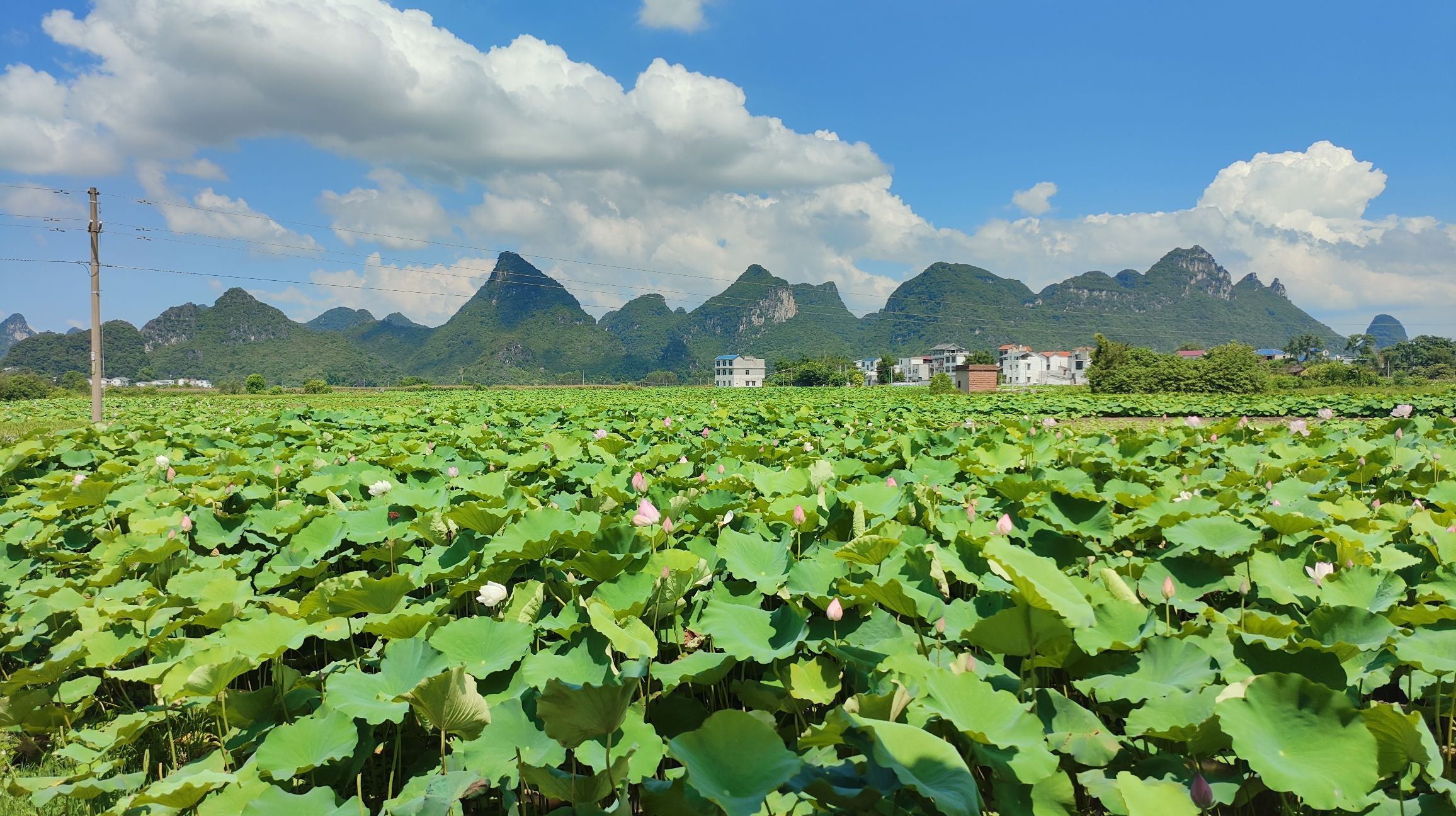 百朋莲花小镇旅行图片 2