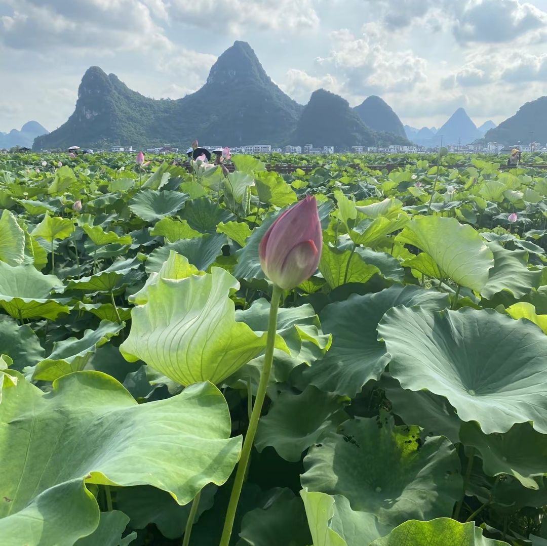 百朋莲花小镇旅行图片 1