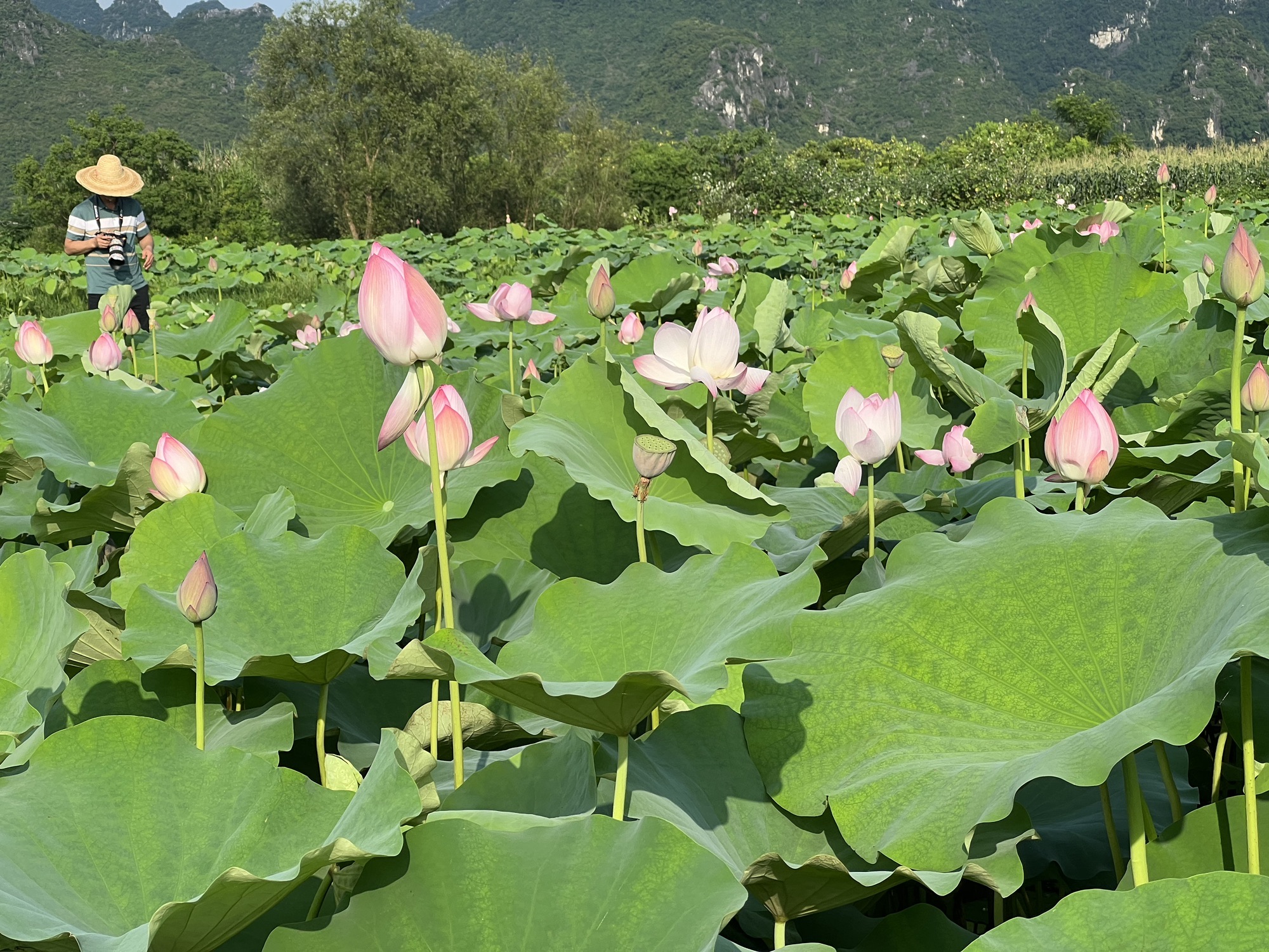 百朋莲花小镇旅行图片 3