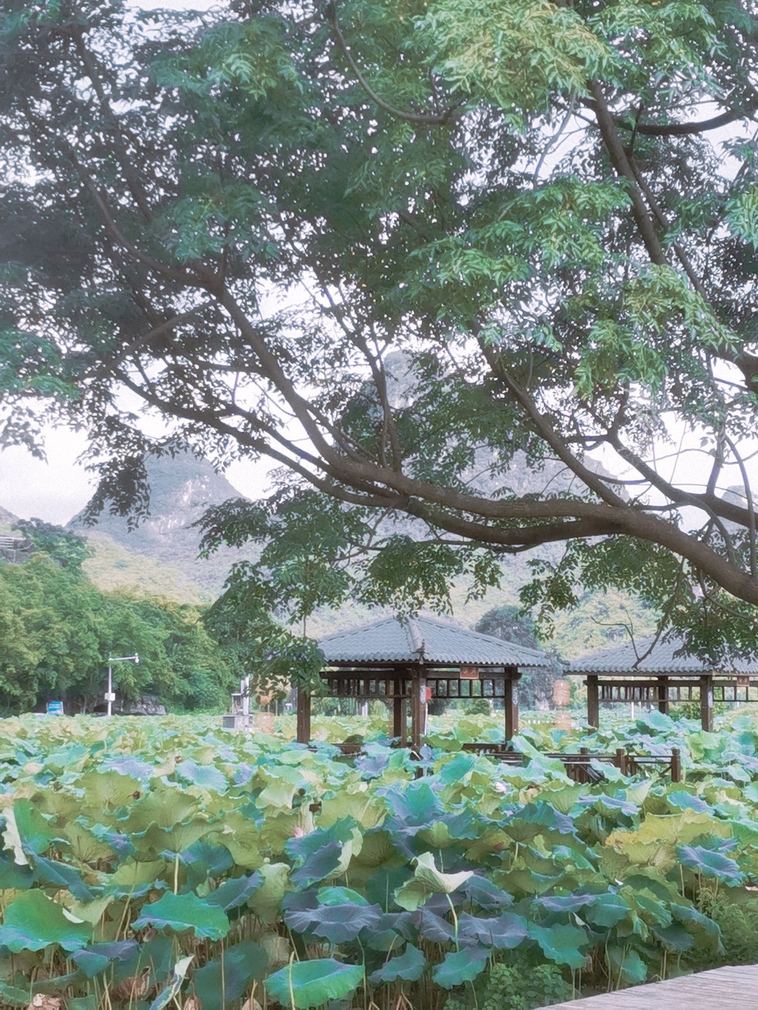 百朋莲花小镇旅行图片 3