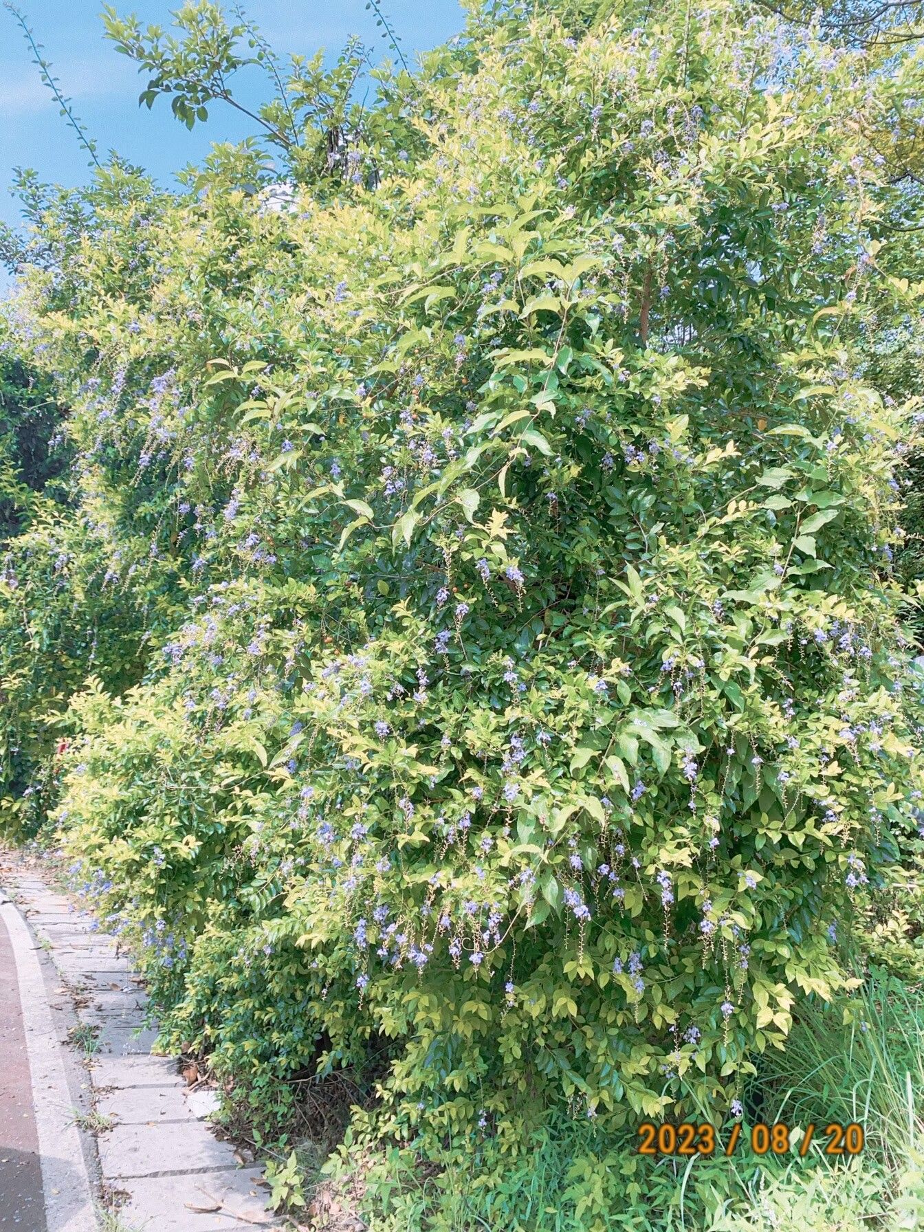 百朋莲花小镇旅行图片 1