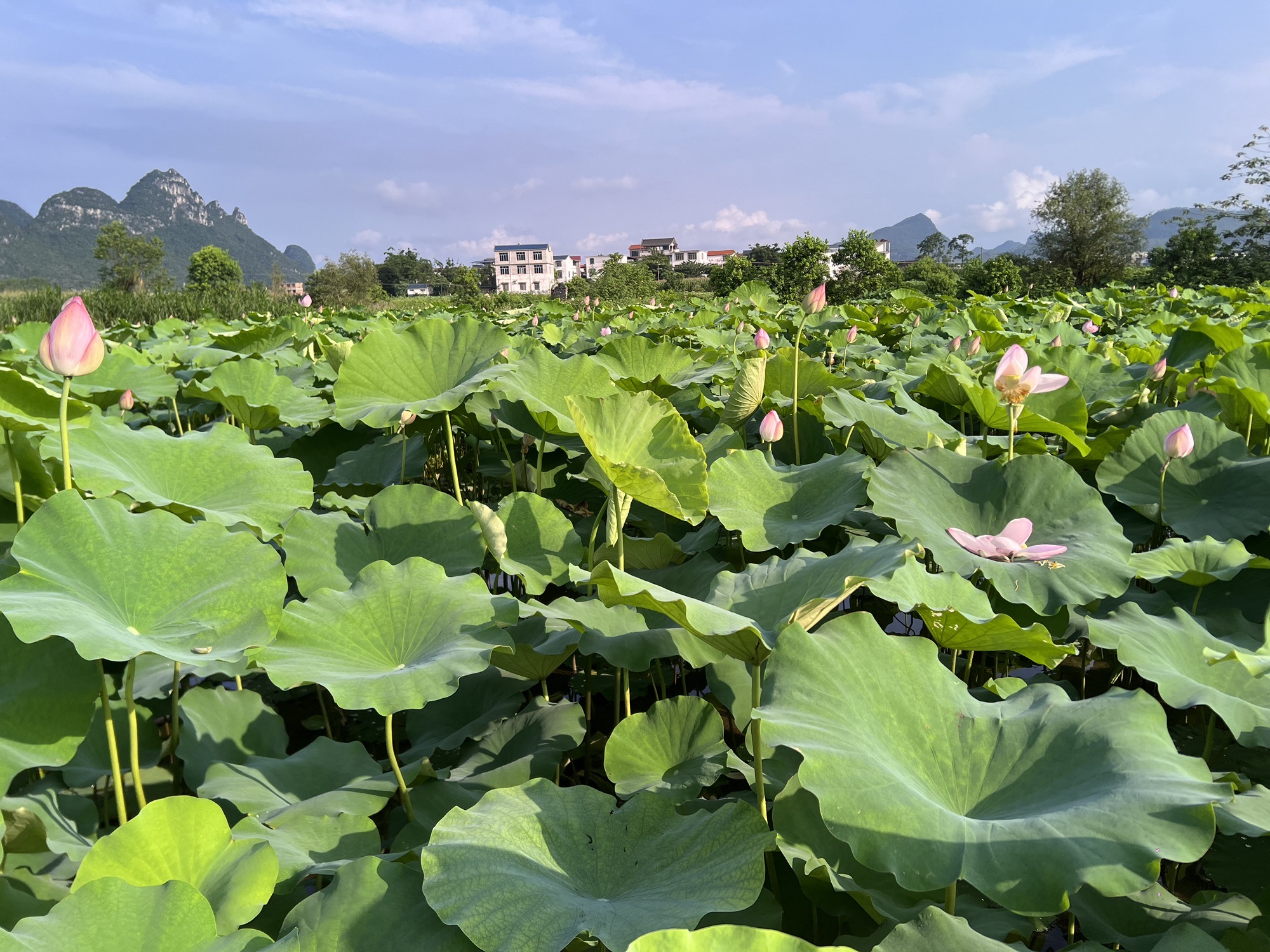 百朋莲花小镇旅行图片 2