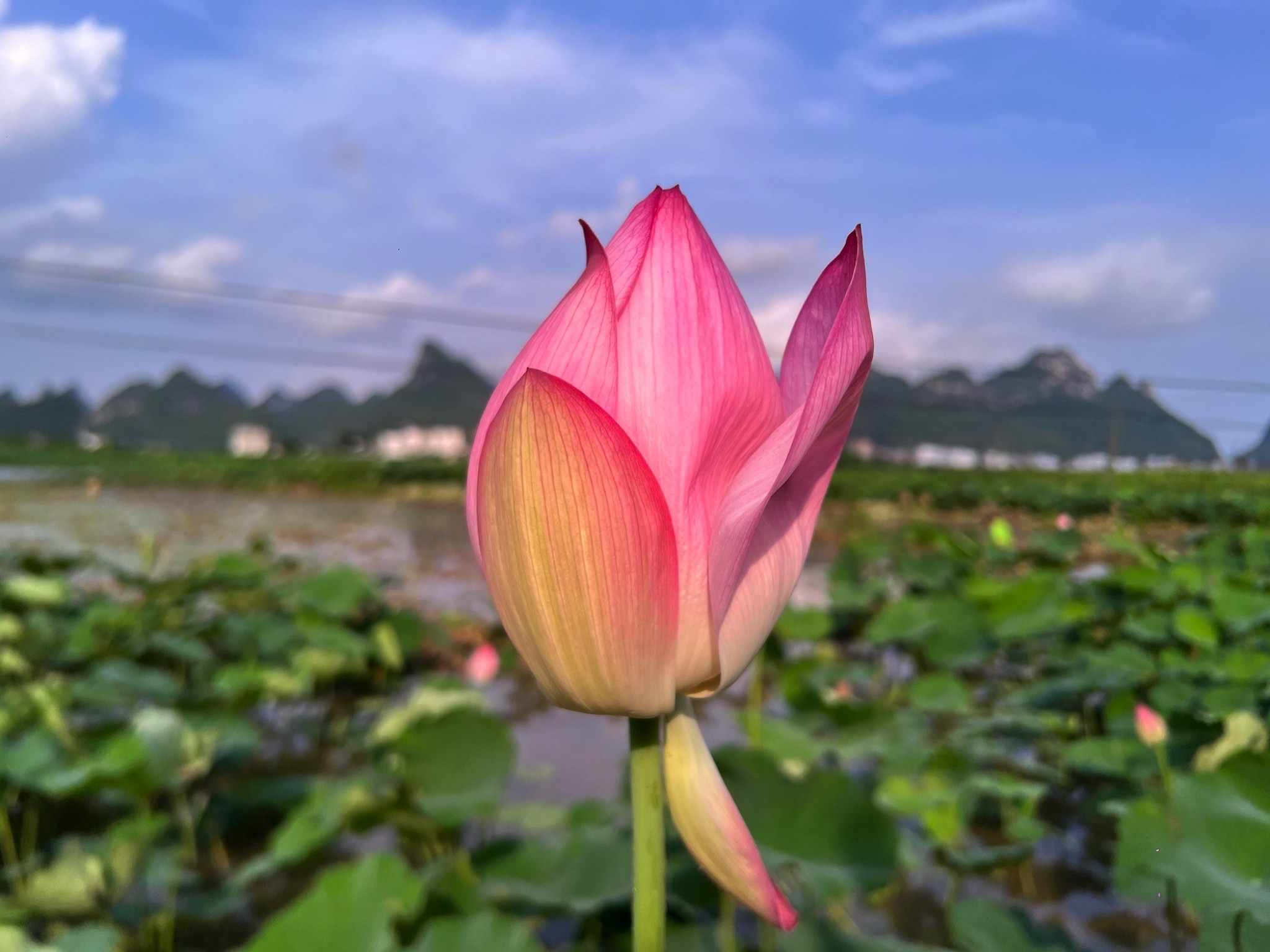 百朋莲花小镇旅行图片 1