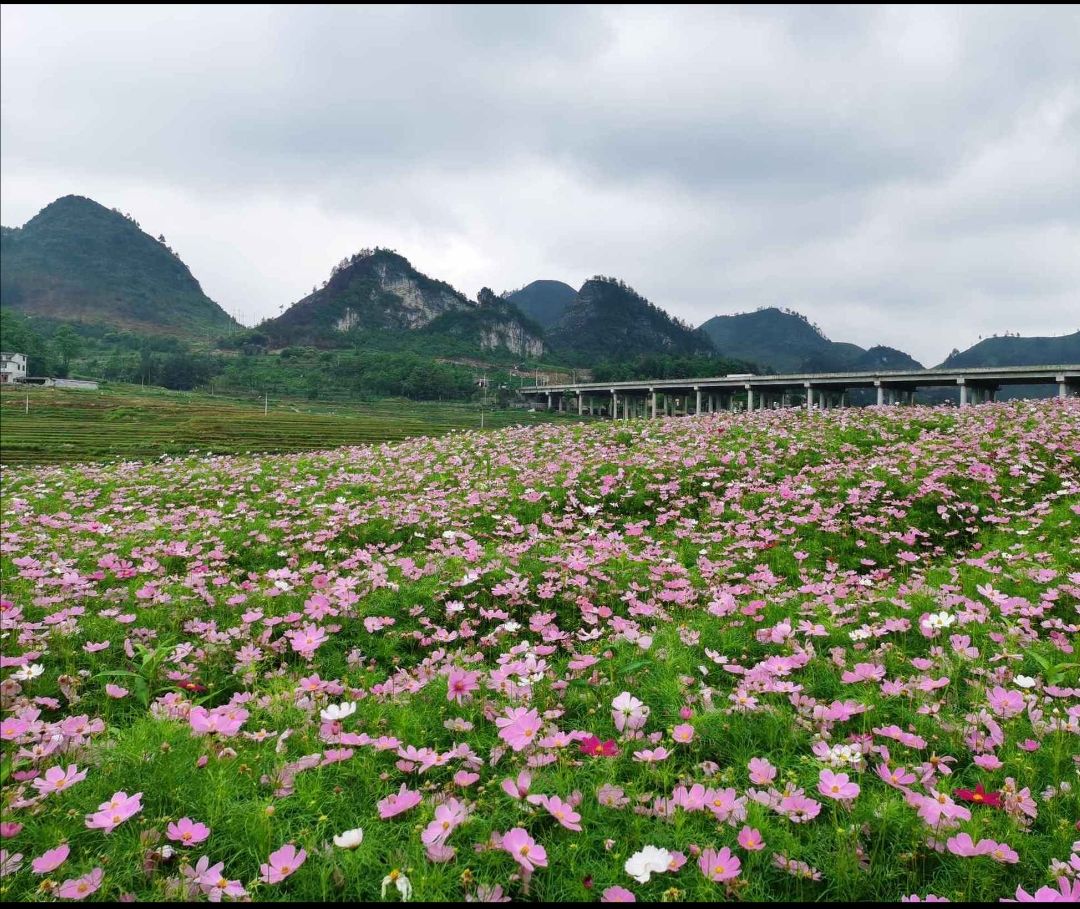 巴平花海旅行图片 1