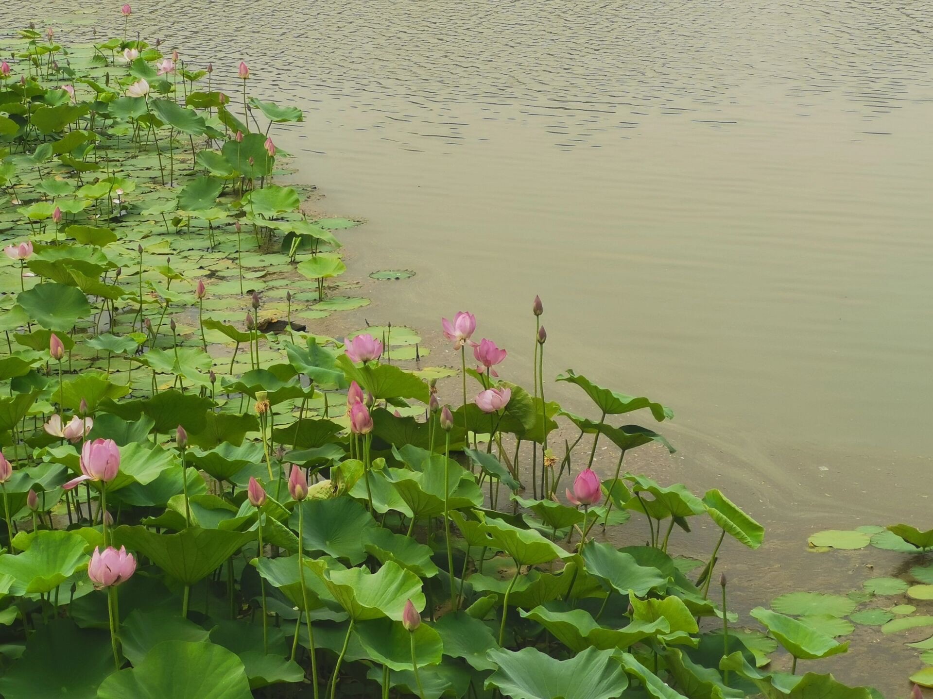 元氏槐河湿地旅行图片 1