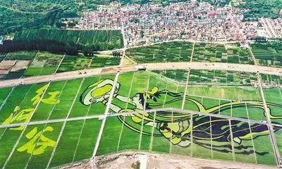 稻田画风景区旅行图片 2