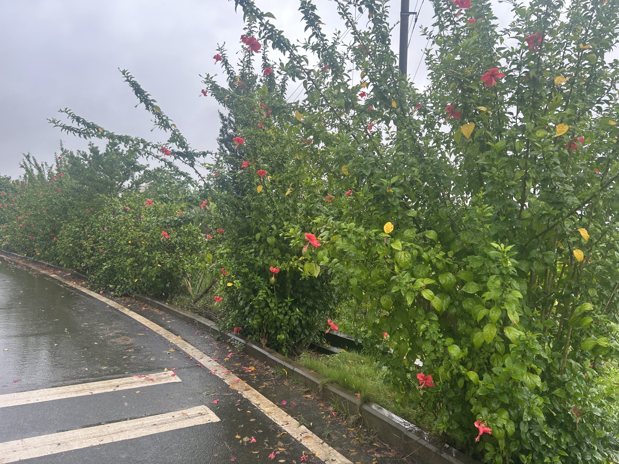 牛角坝新农村景点旅行图片 3