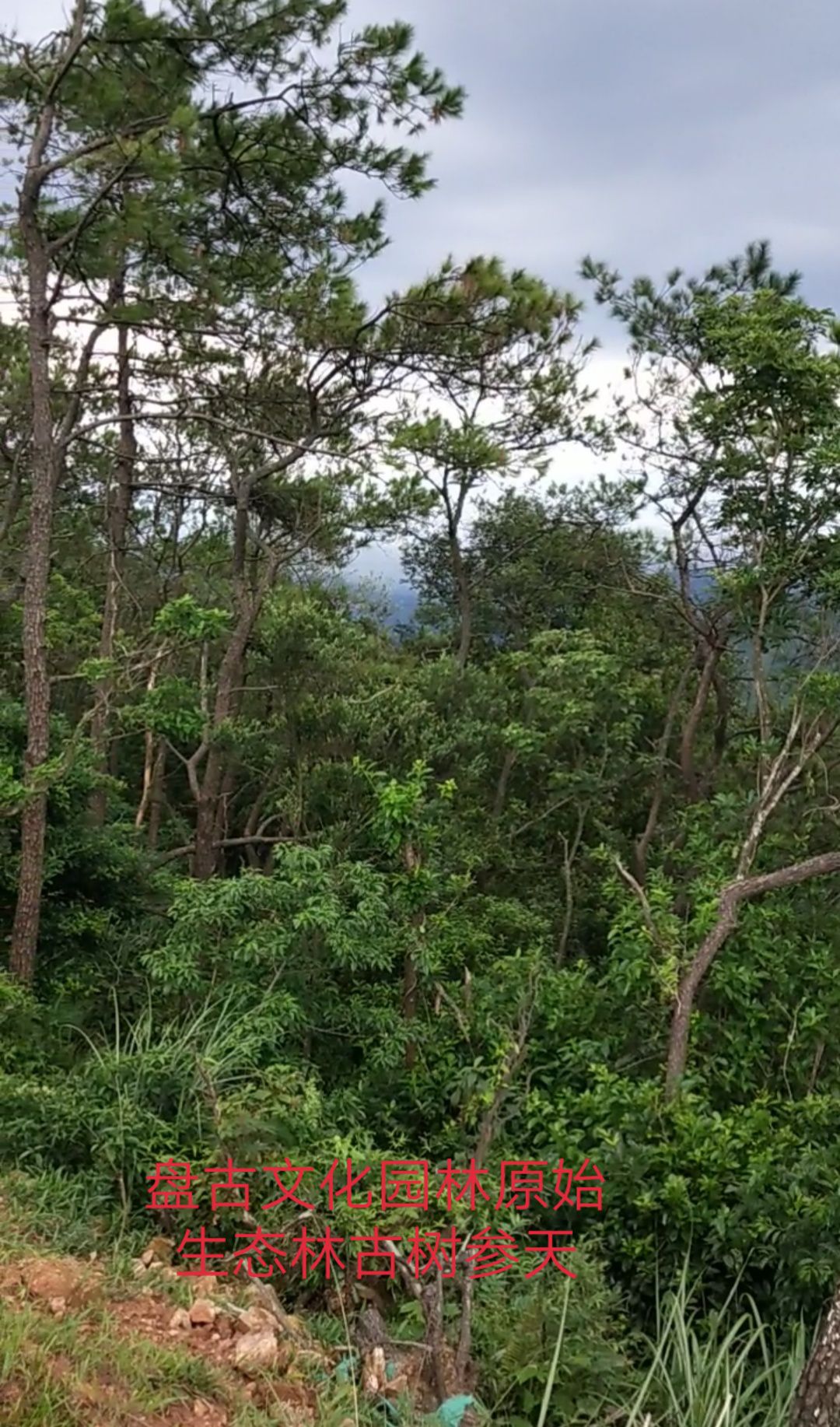 广西金沙冲盘古文化园林风景区